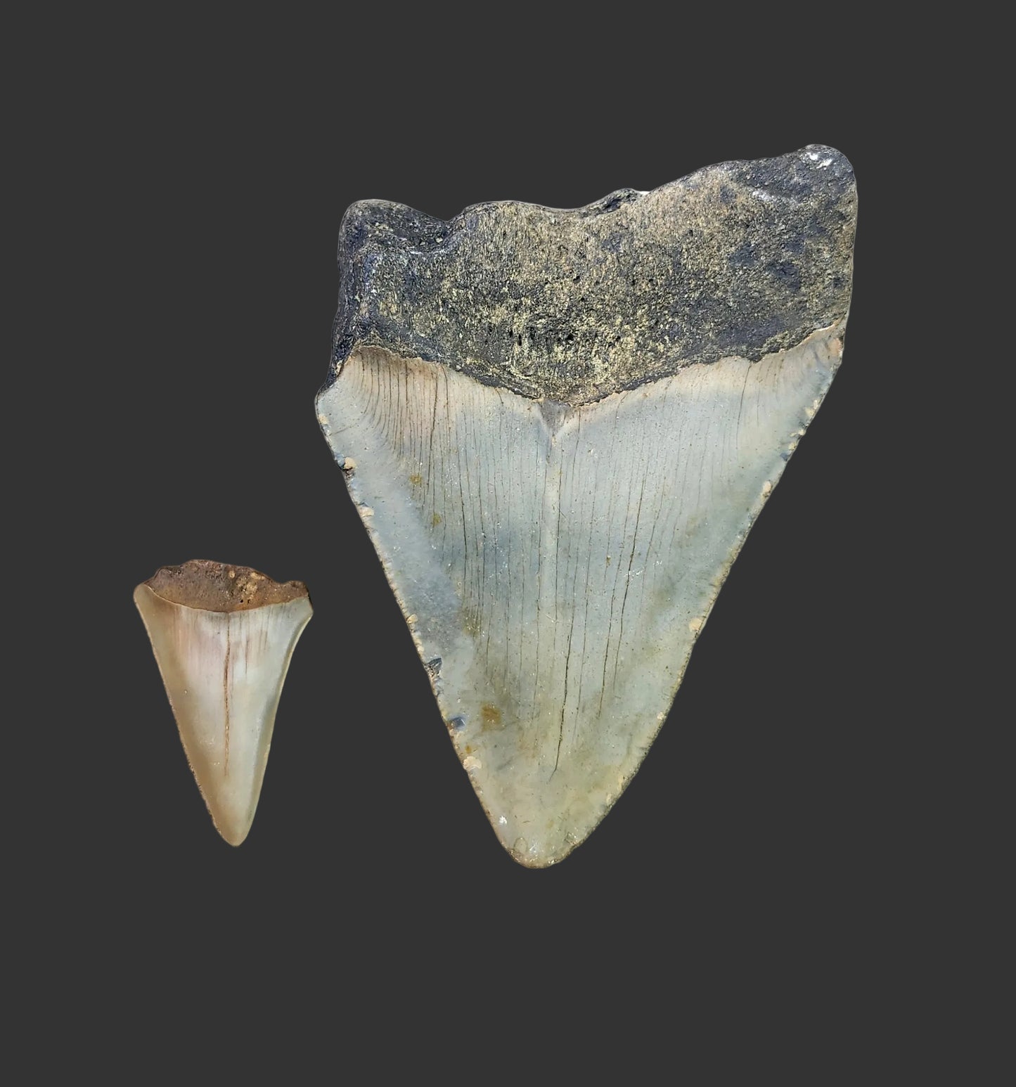 4"x 2.8" Megalodon Tooth-B1