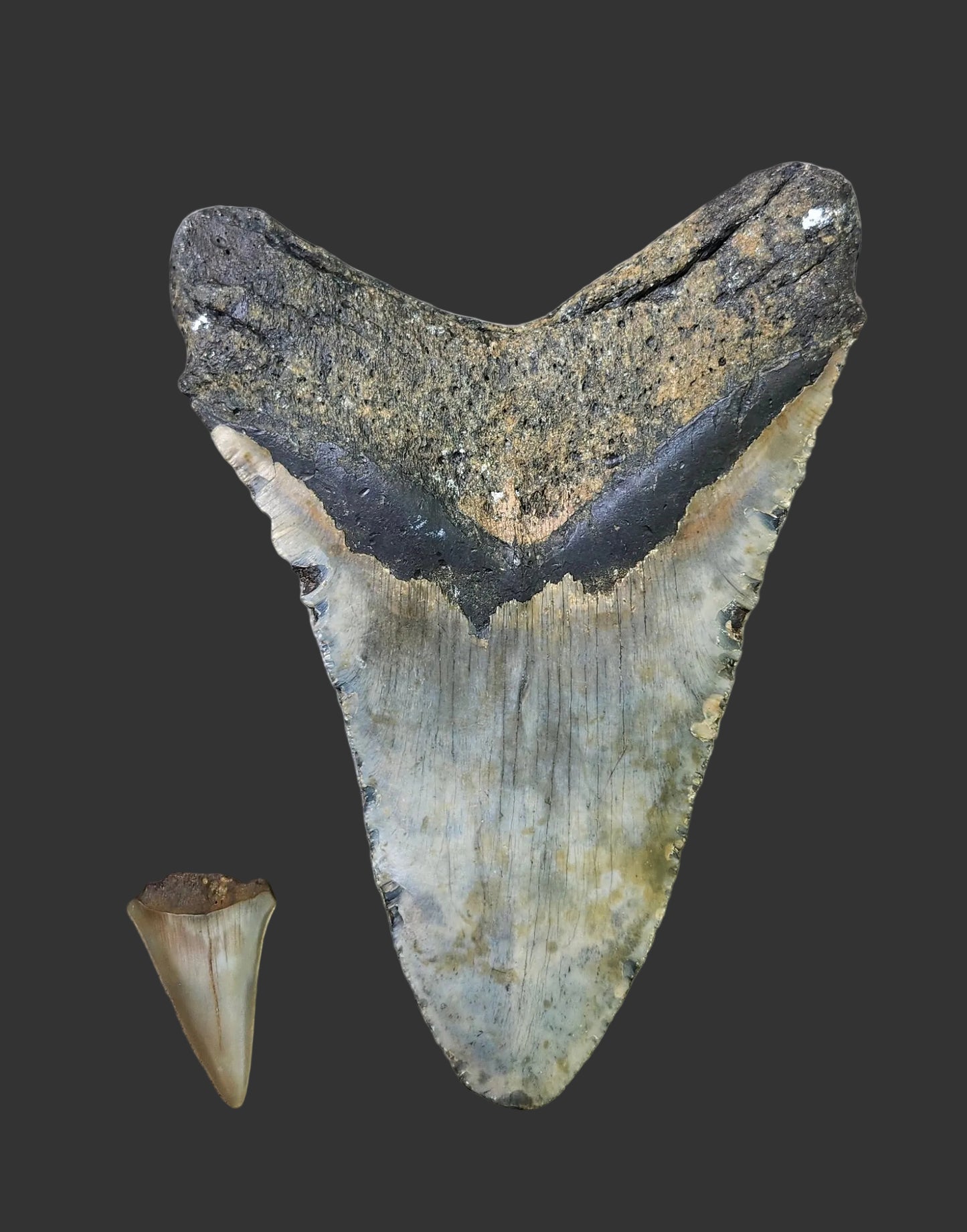 6.1"x 4.4" Megalodon Tooth-A4