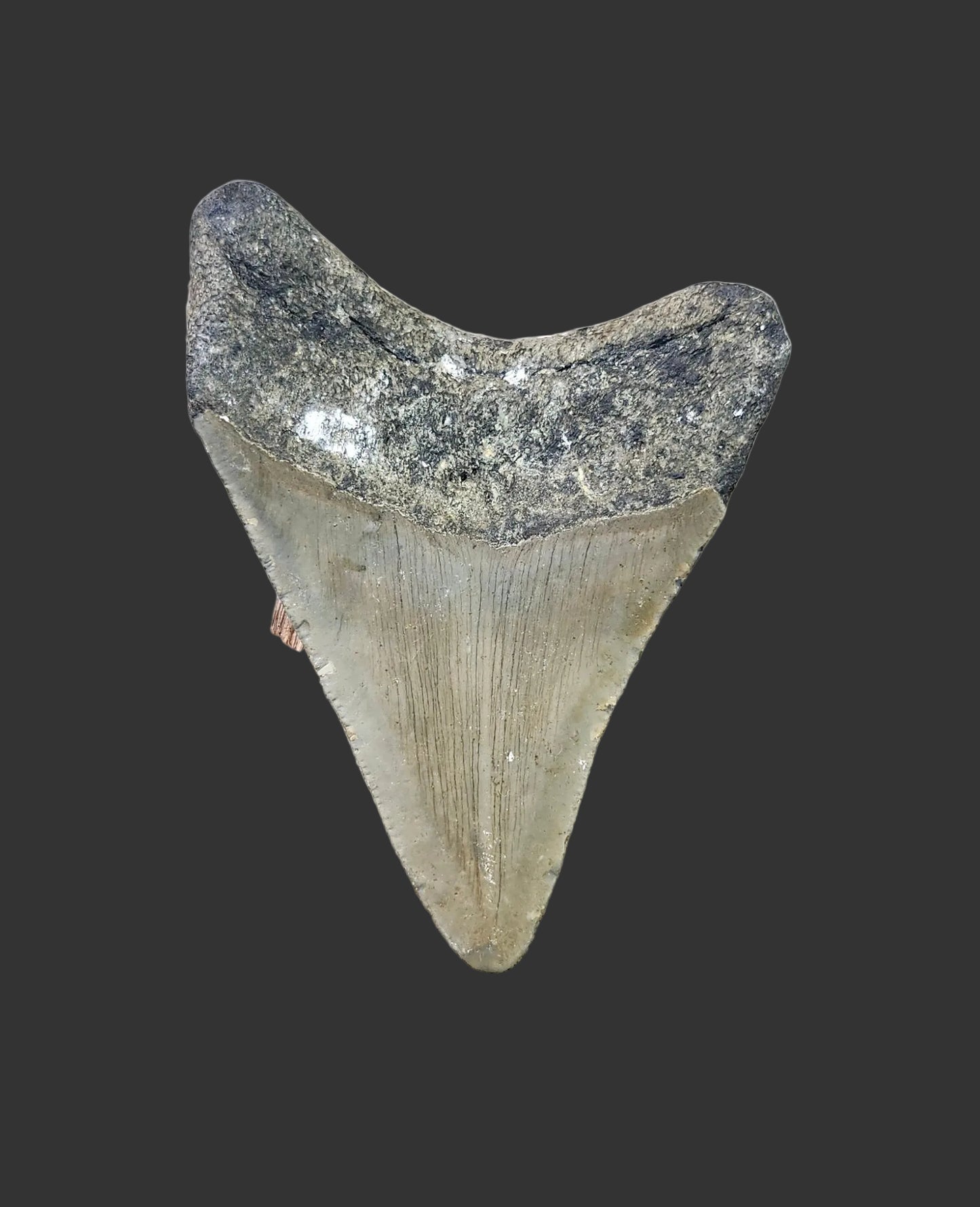 2.9"x 2.1" Megalodon Tooth- C13