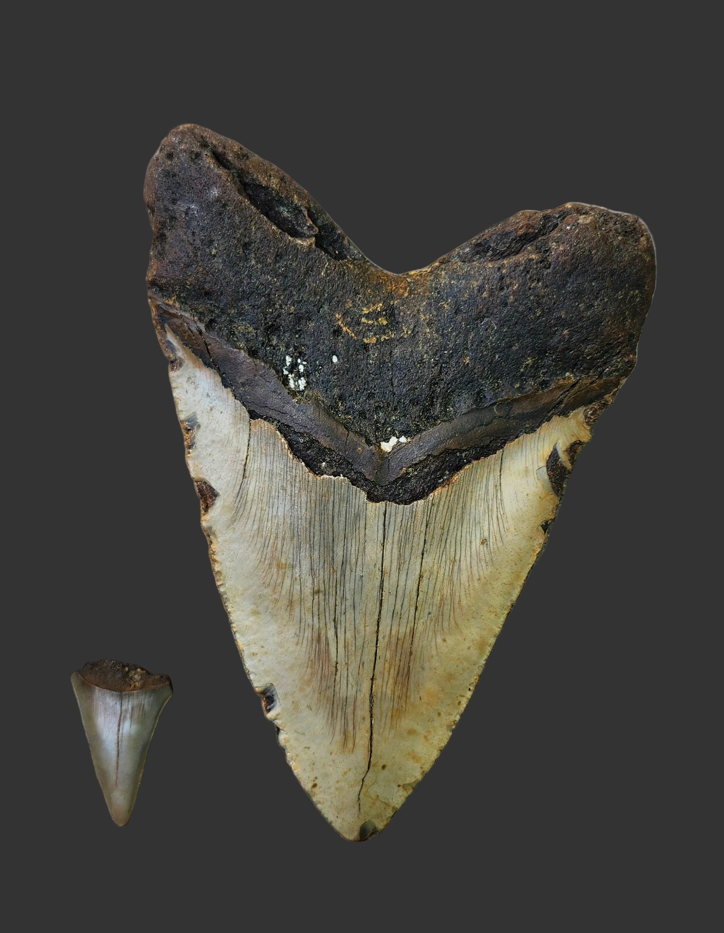 6.3"x 4.5" Megalodon Tooth- A16