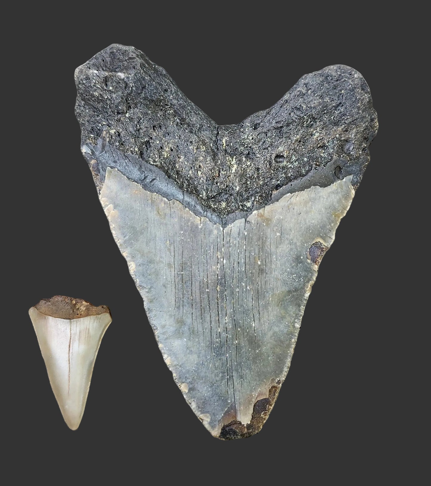 4.4"x 3.3" Megalodon Tooth- B8