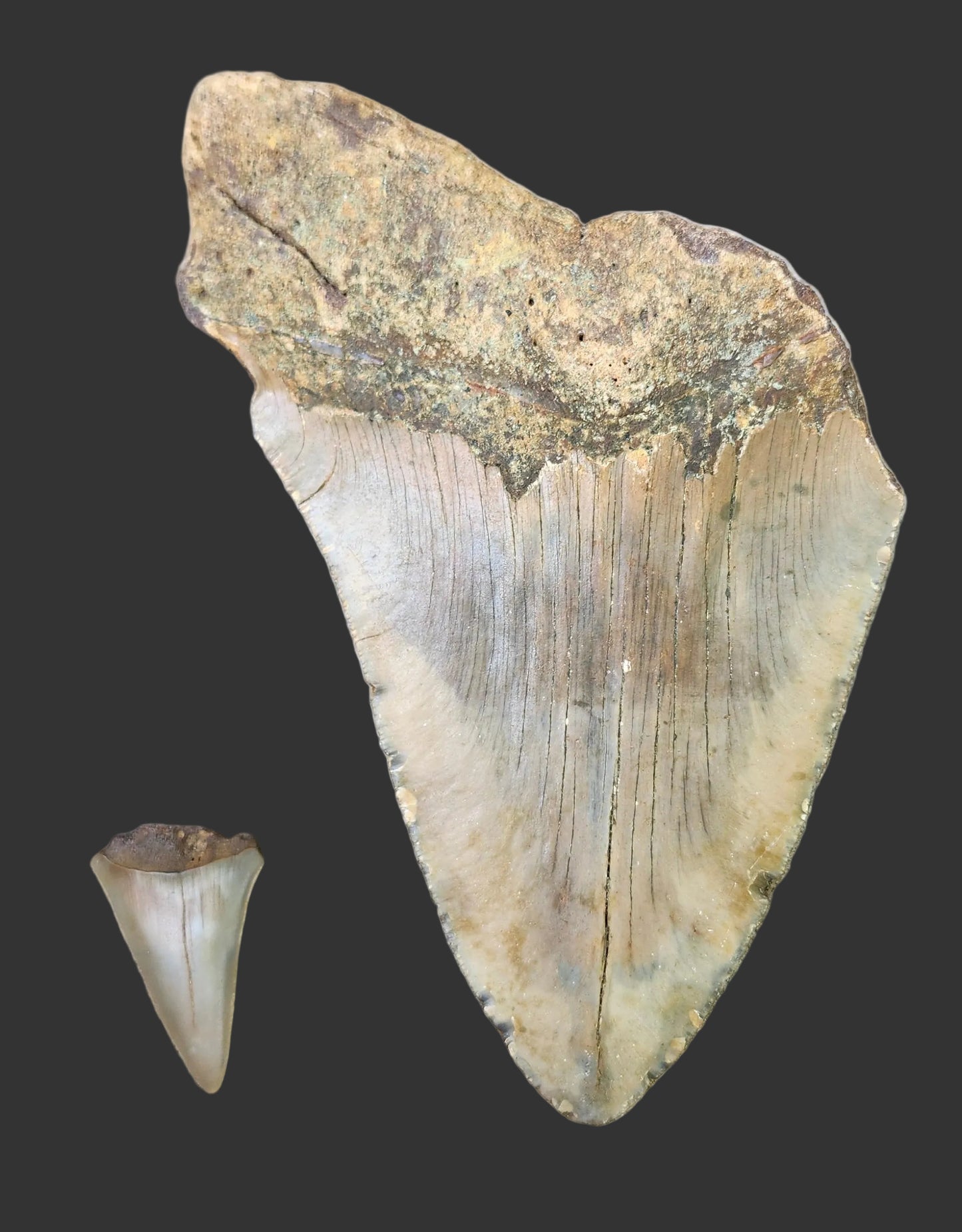 5.9"x 4.8" Megalodon Tooth- B29