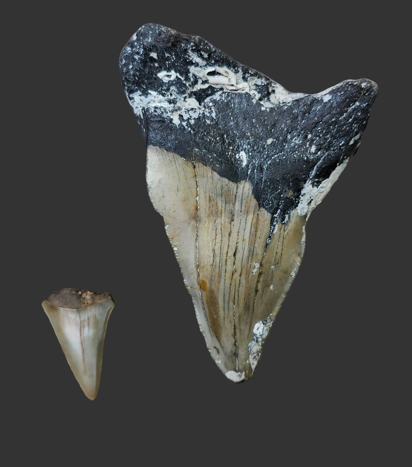 4.6"x 3.2" Pathological Tooth- O2