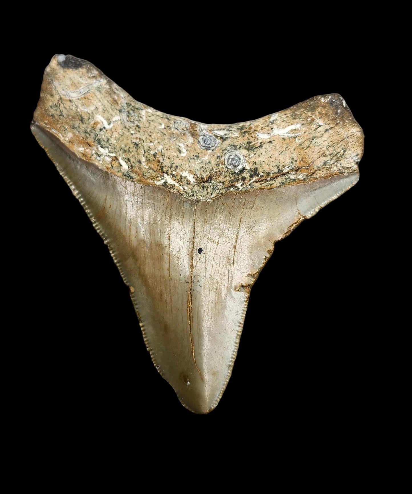 2.9"x 2.5" Megalodon Tooth- C5