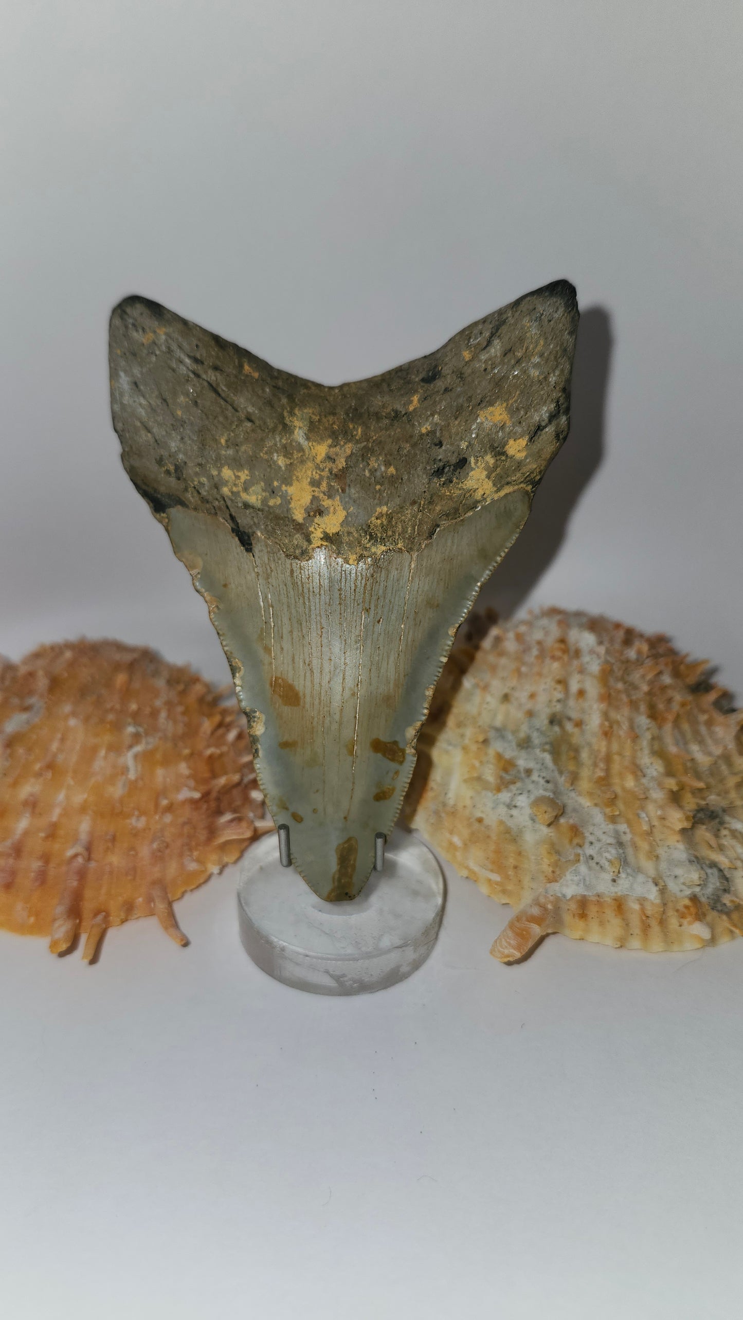3.7" Megalodon Tooth