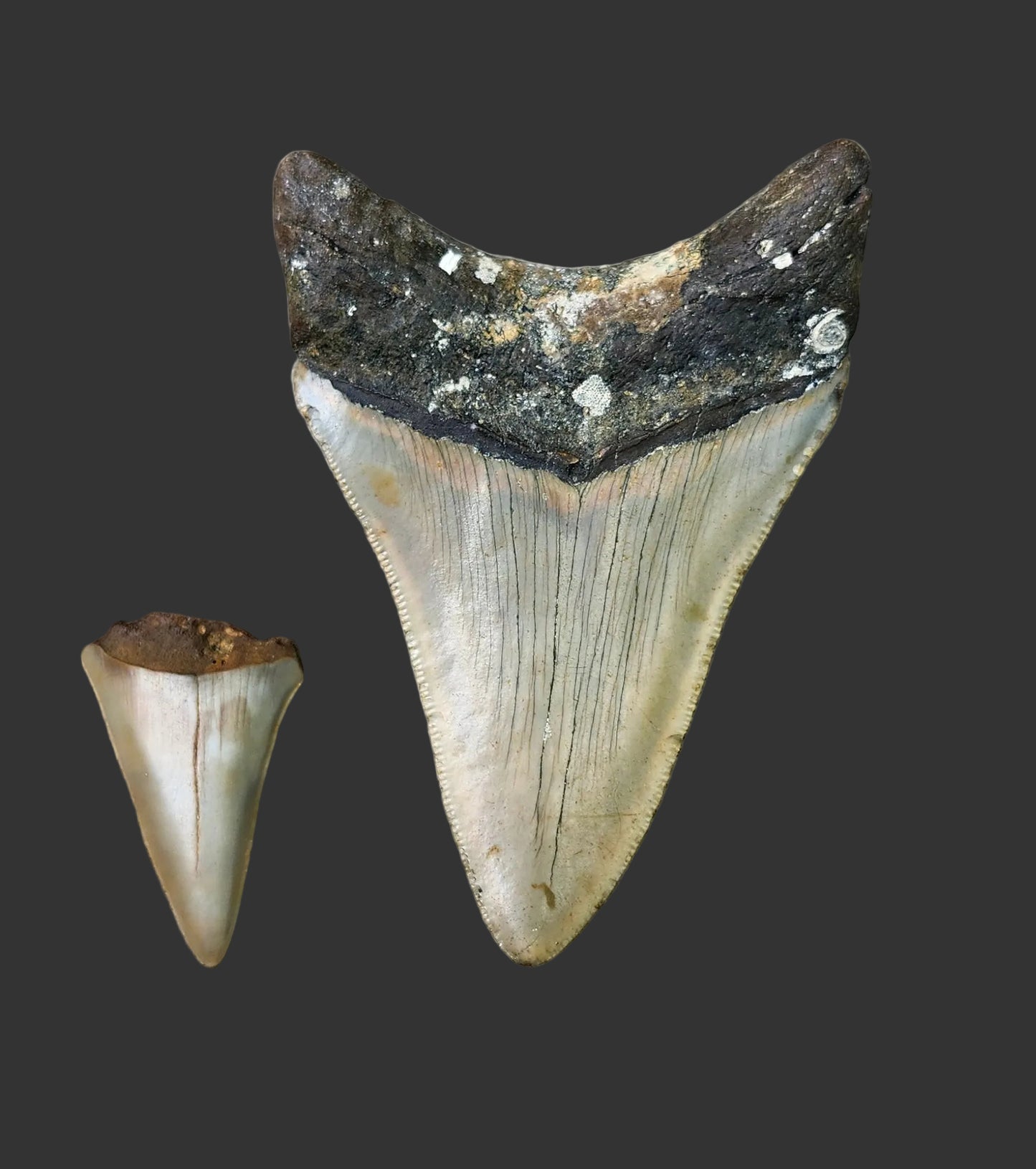 3.6"x 2.4" Megalodon Tooth- C41