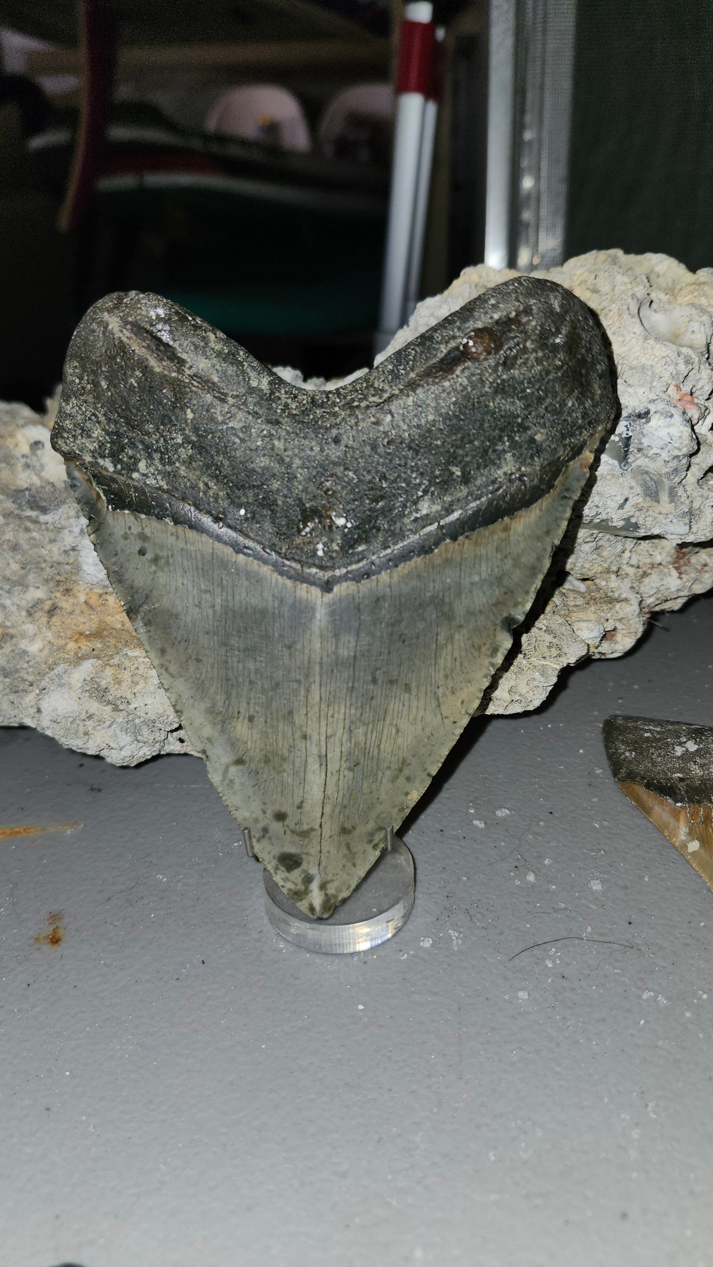 5.4" Megalodon Tooth