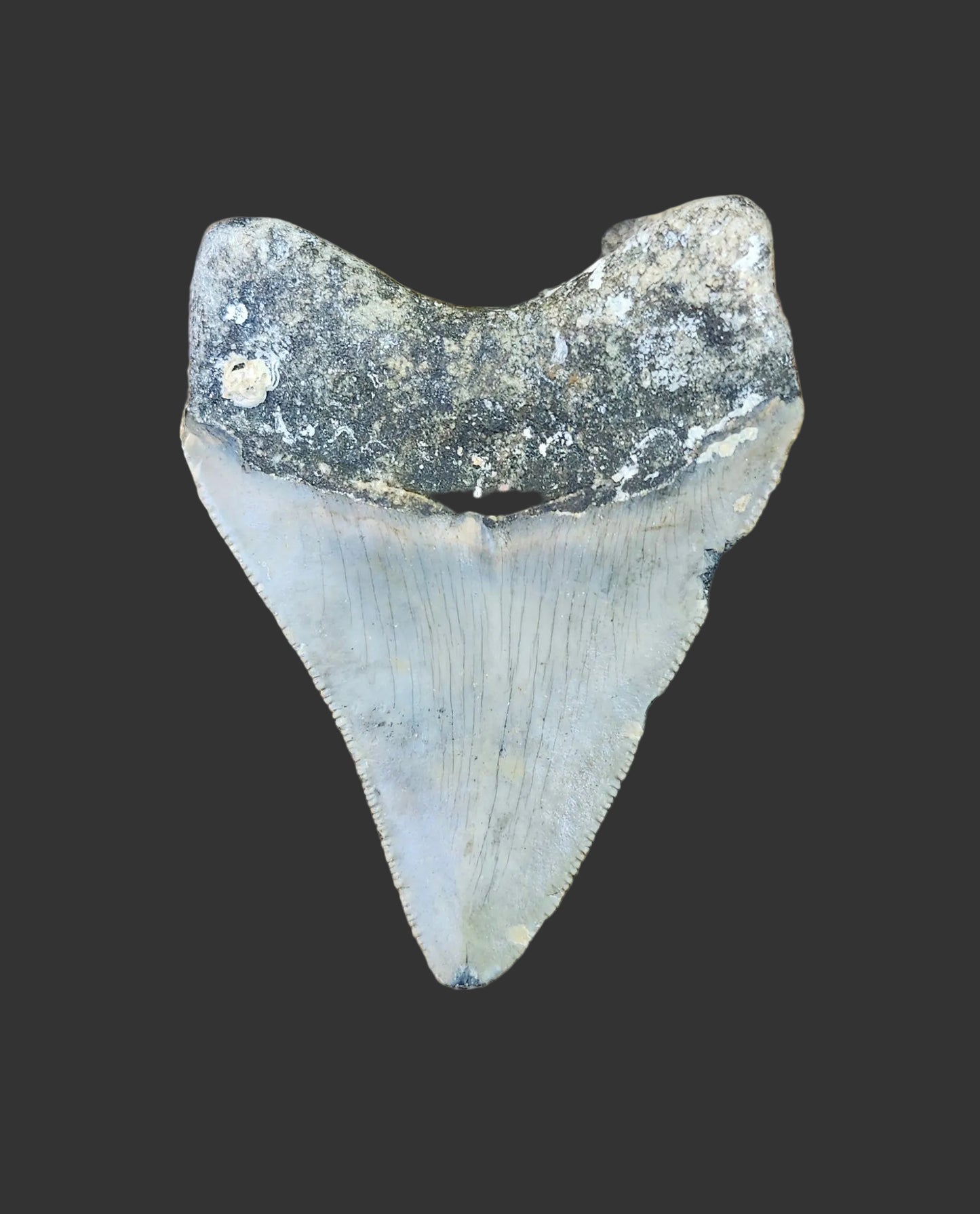 2.5"x 1.9" Megalodon Tooth- C15