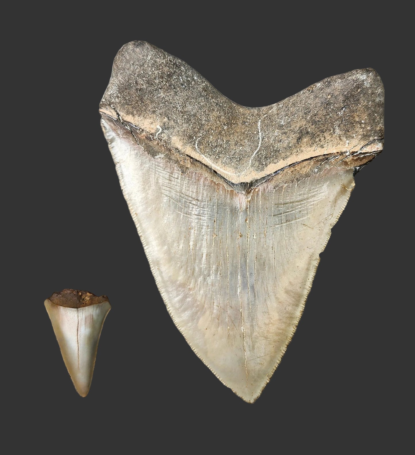5.1"x 3.9" Megalodon Tooth-B19