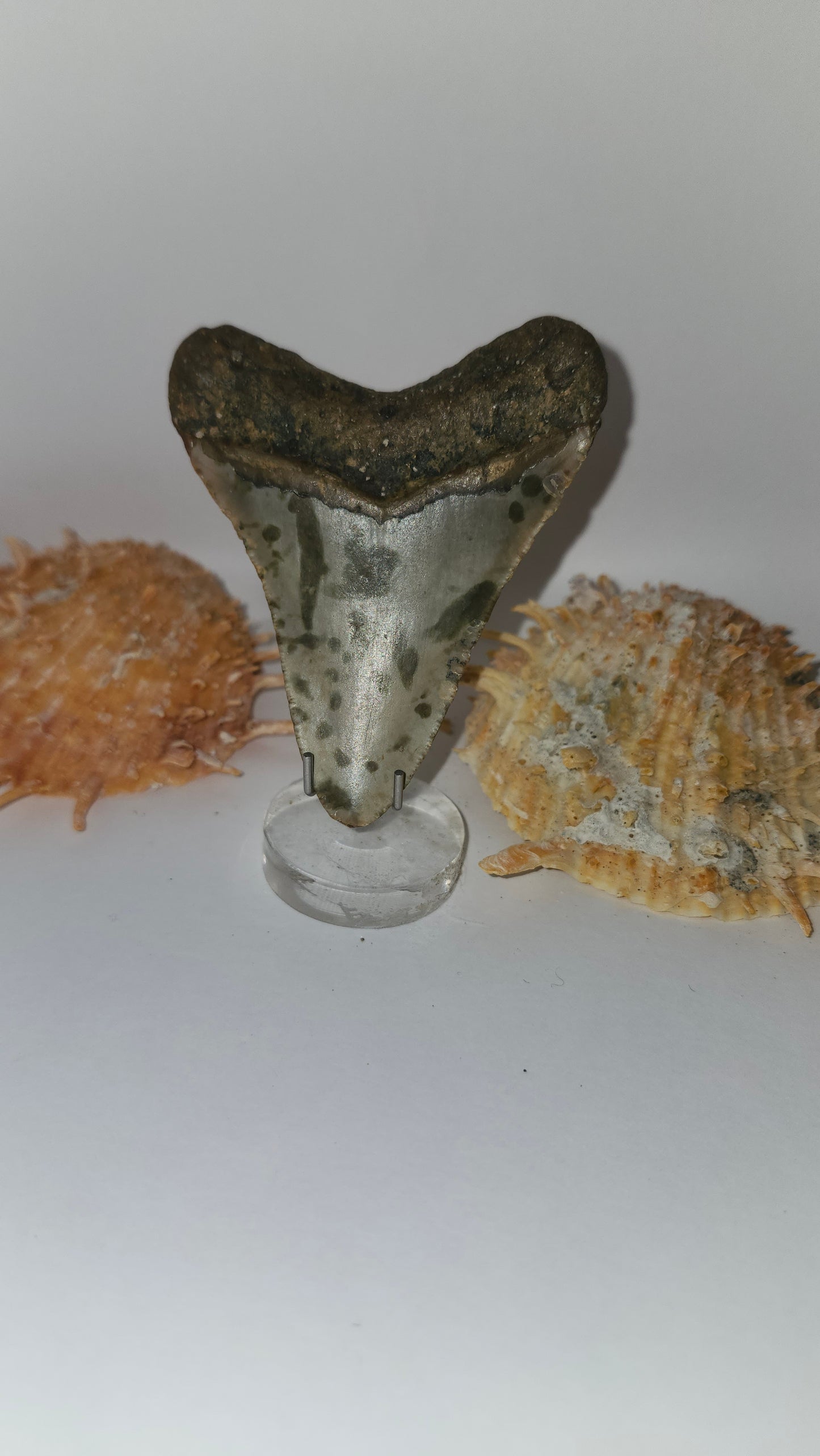 3.2" Megalodon Tooth