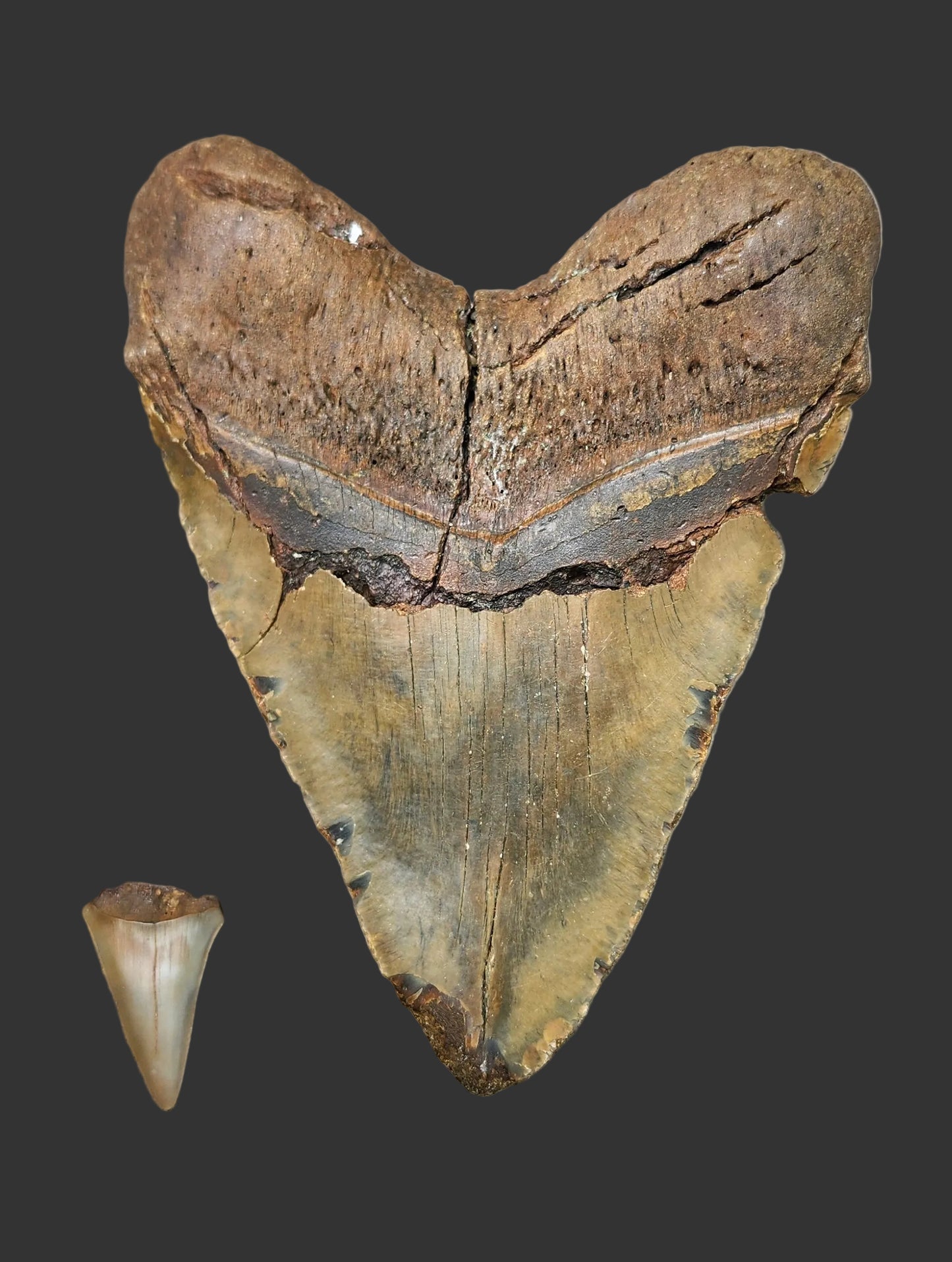 6.4"x 4.9" Megalodon Tooth- A24