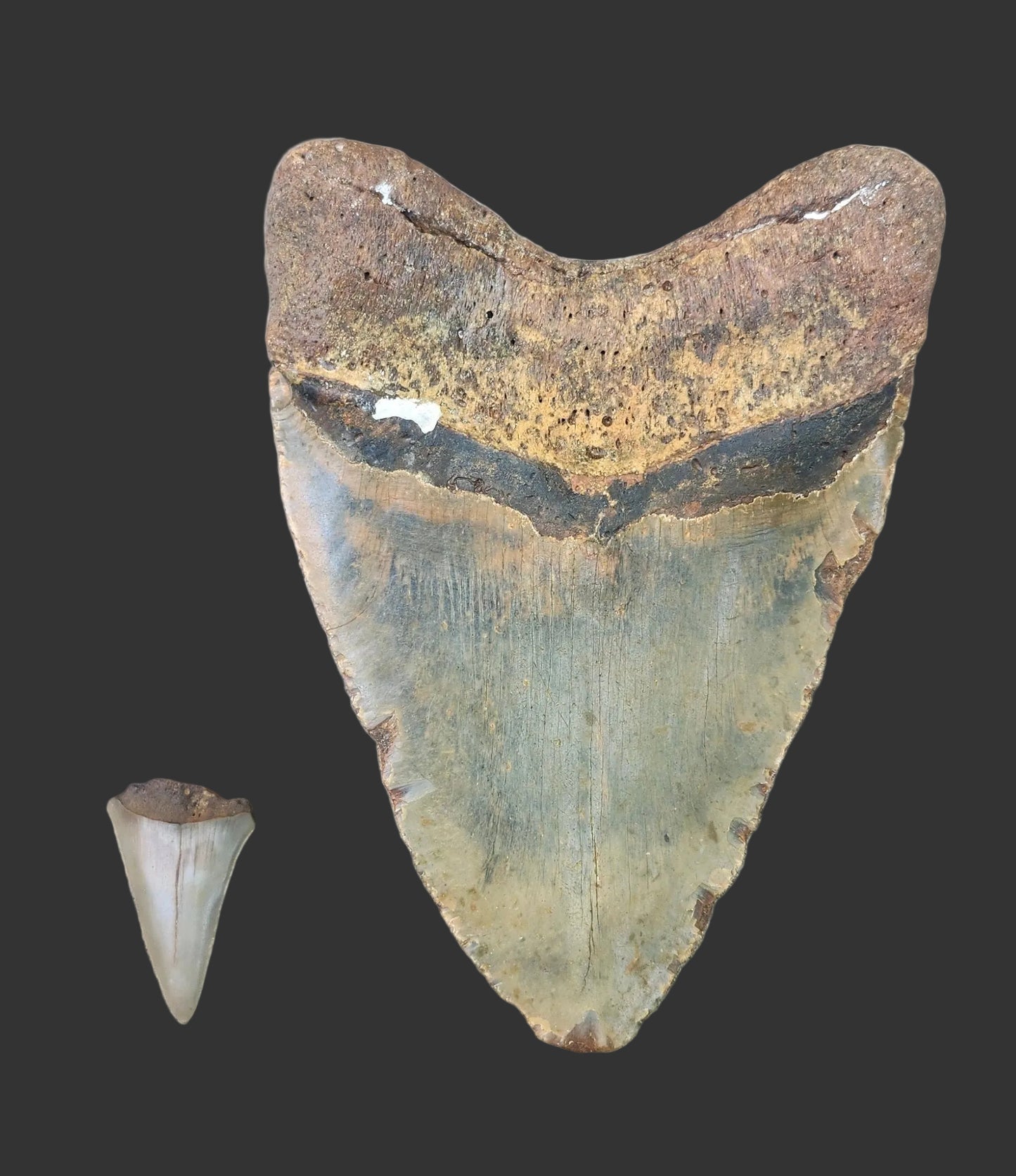5.6"x 4" Megalodon Tooth- B21
