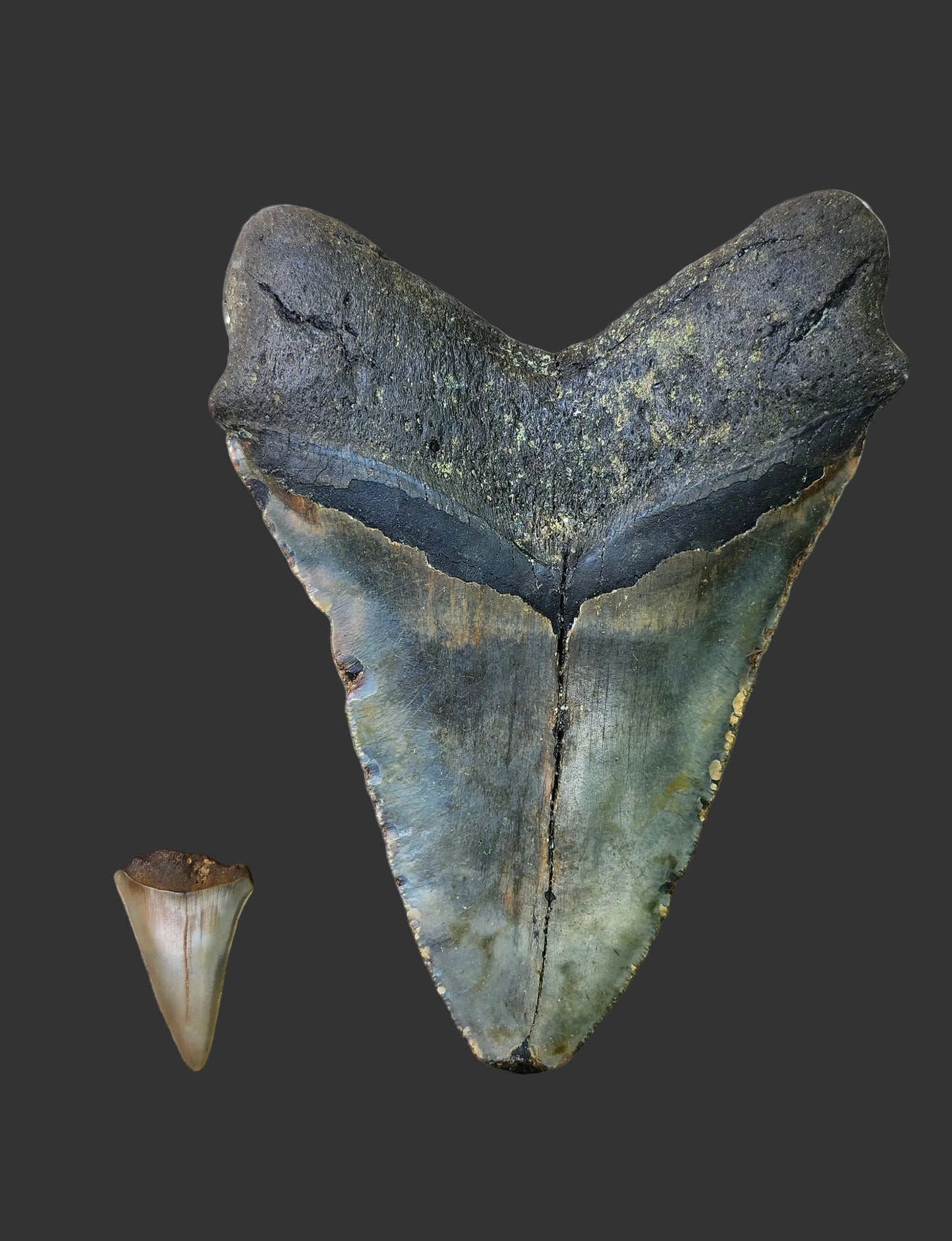 6"x 4.4" Megalodon Tooth- A18