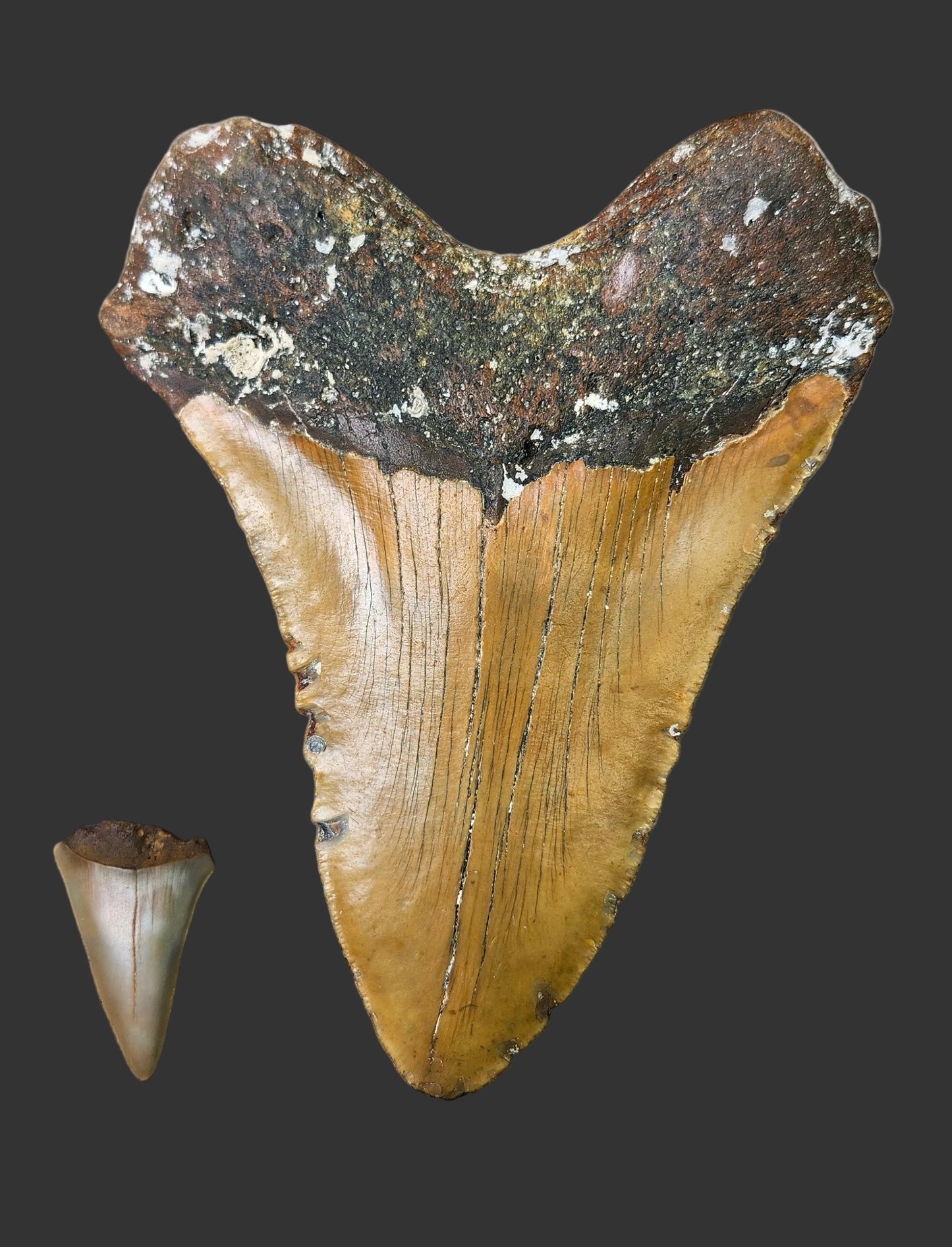 5.7"x 4.5" Megalodon Tooth-A13