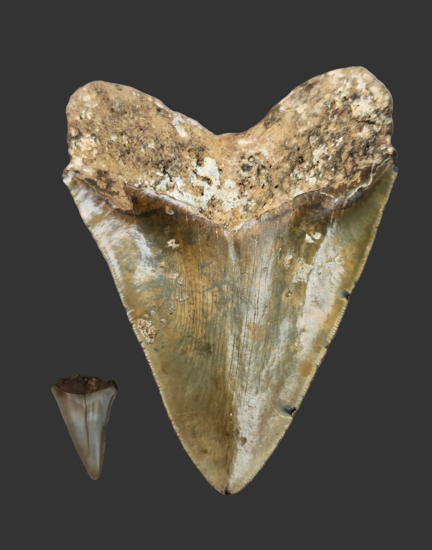 5.9"x 4.5" Megalodon Tooth- Z7