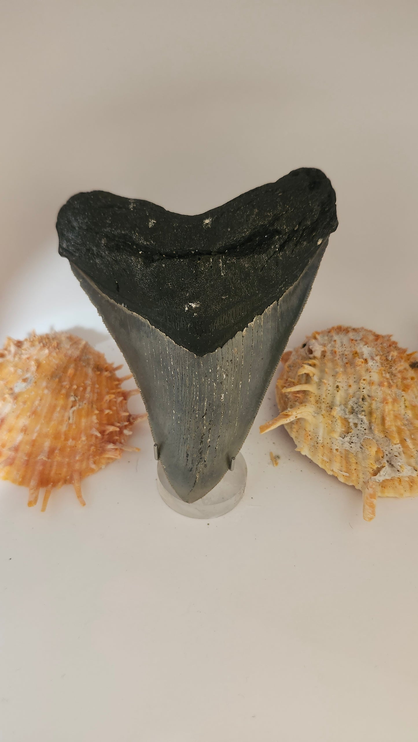 5.1" Megalodon Tooth