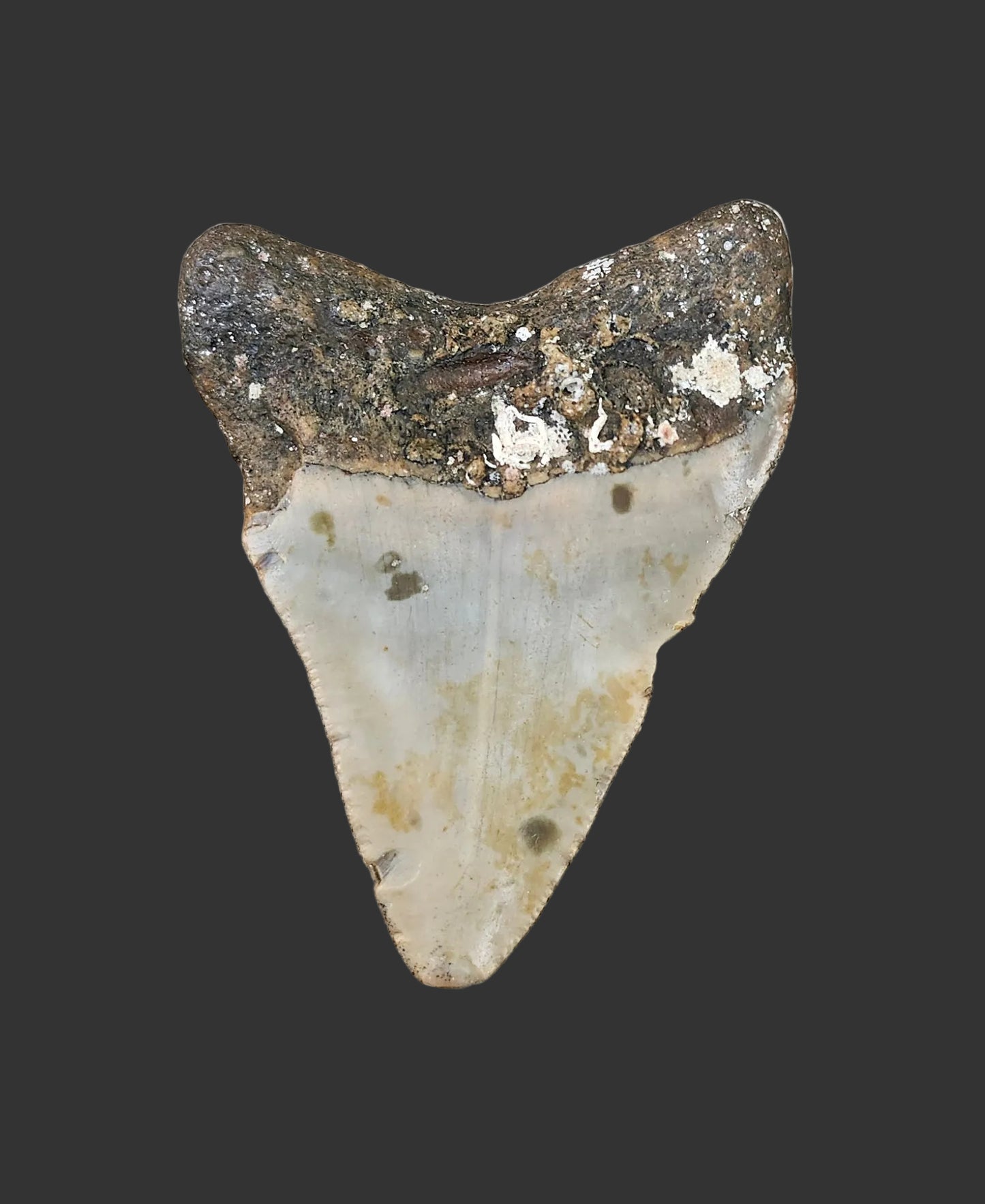 2.8"x 2.1" Megalodon Tooth- C10