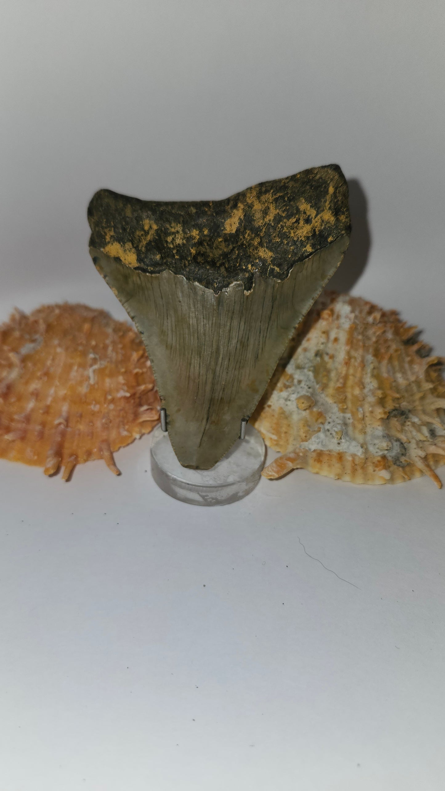 3.4" Megalodon Tooth