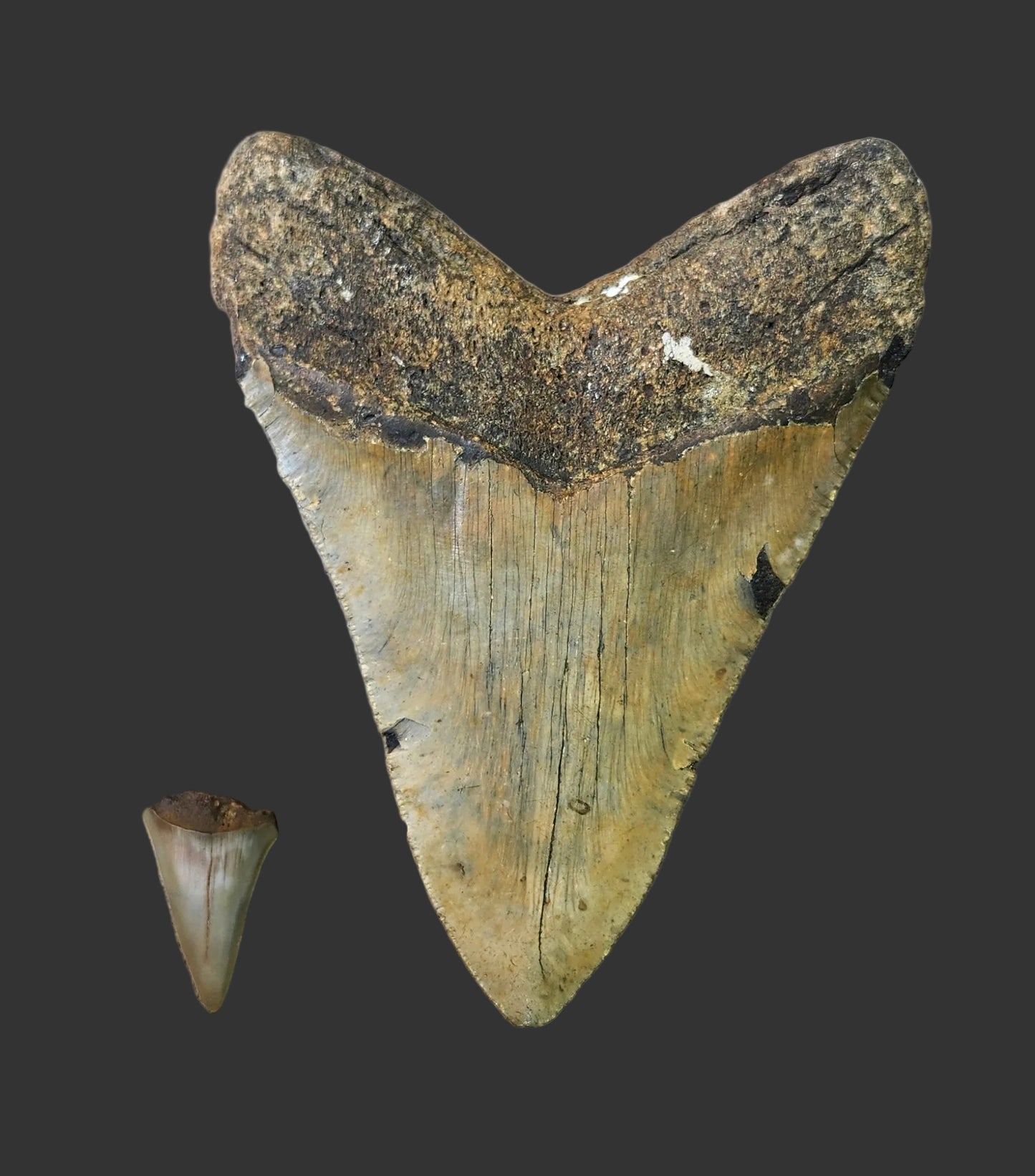 6.2"x 4.7" Megalodon Tooth- A8