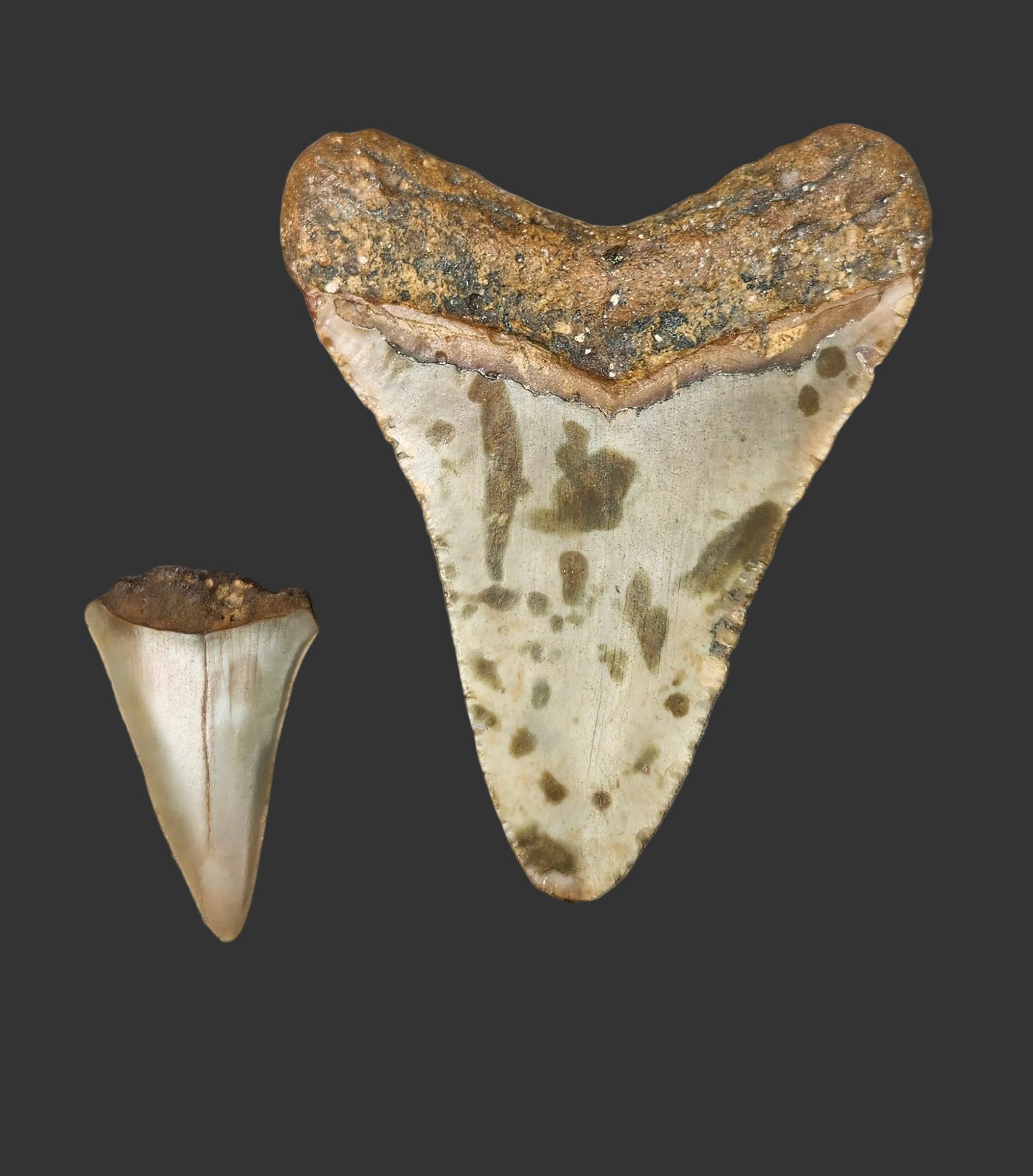 3.3"x 2.7" Megalodon Tooth- C28
