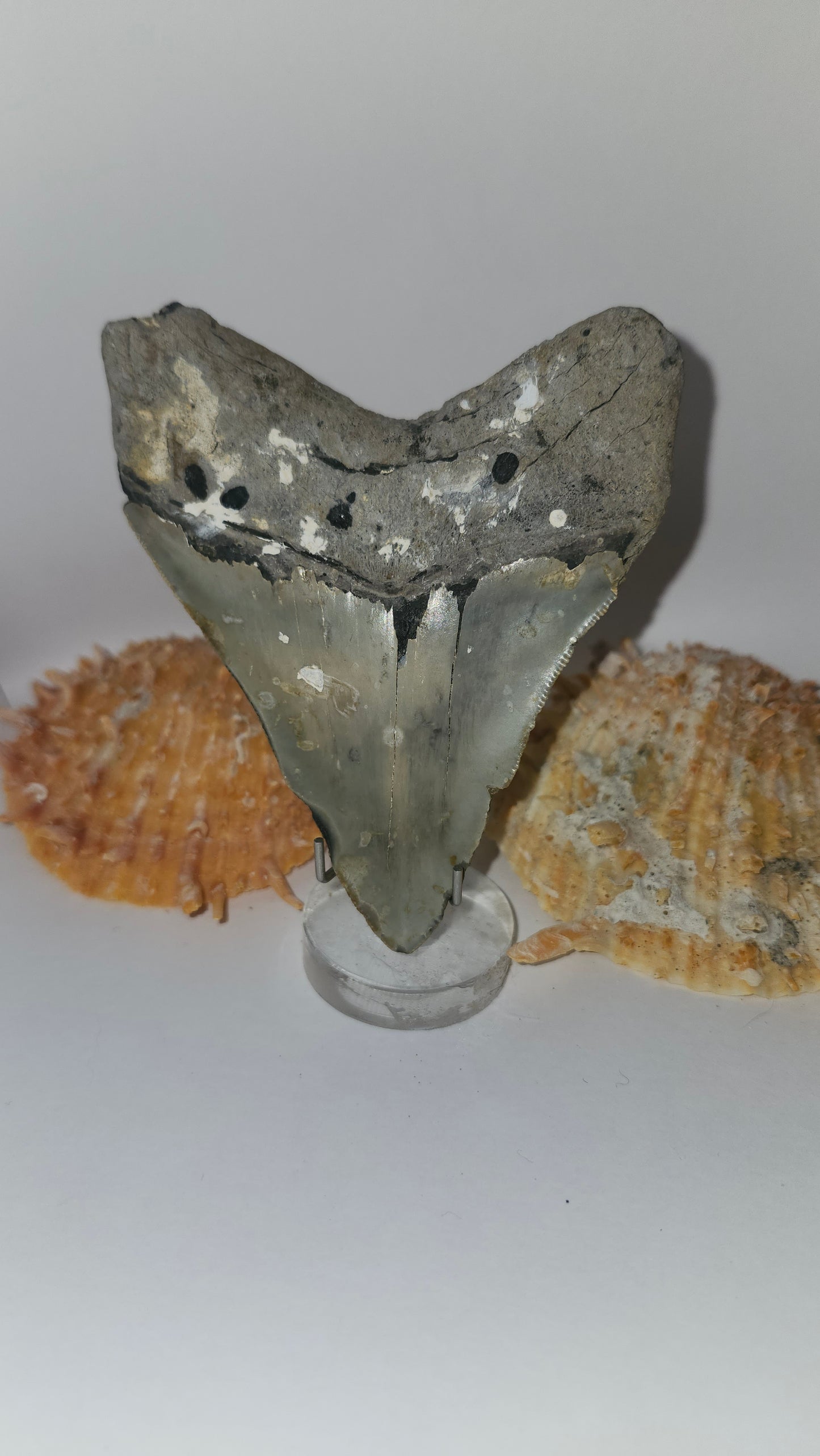 4" Megalodon Tooth