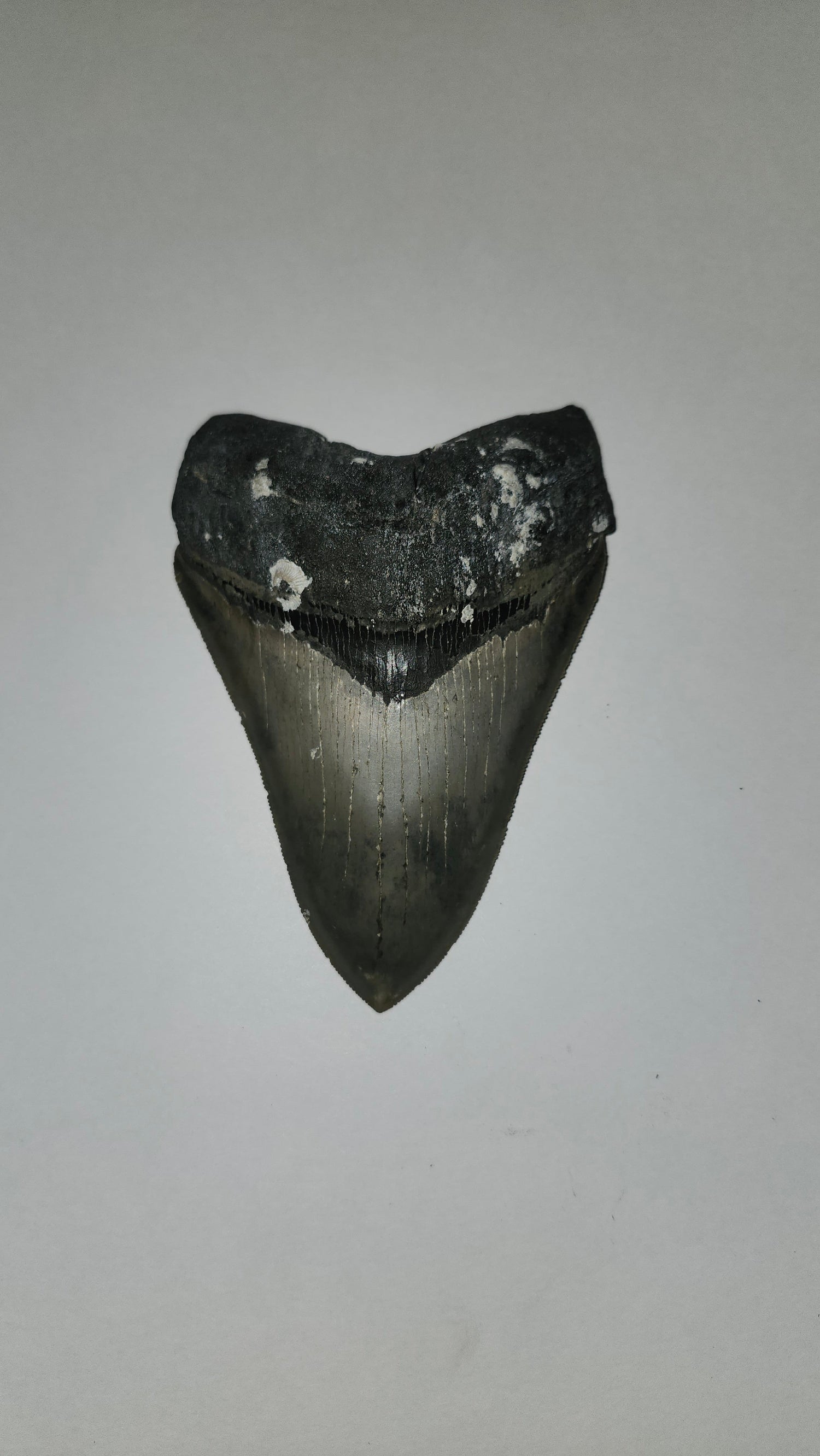 4"- 5" Teeth