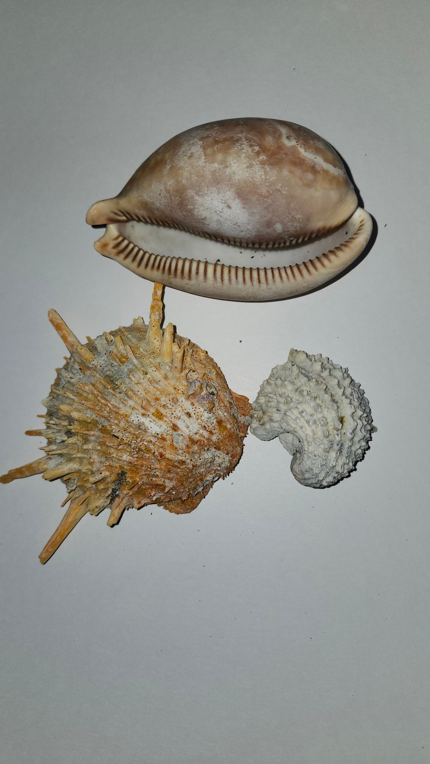 Pre-historic shells