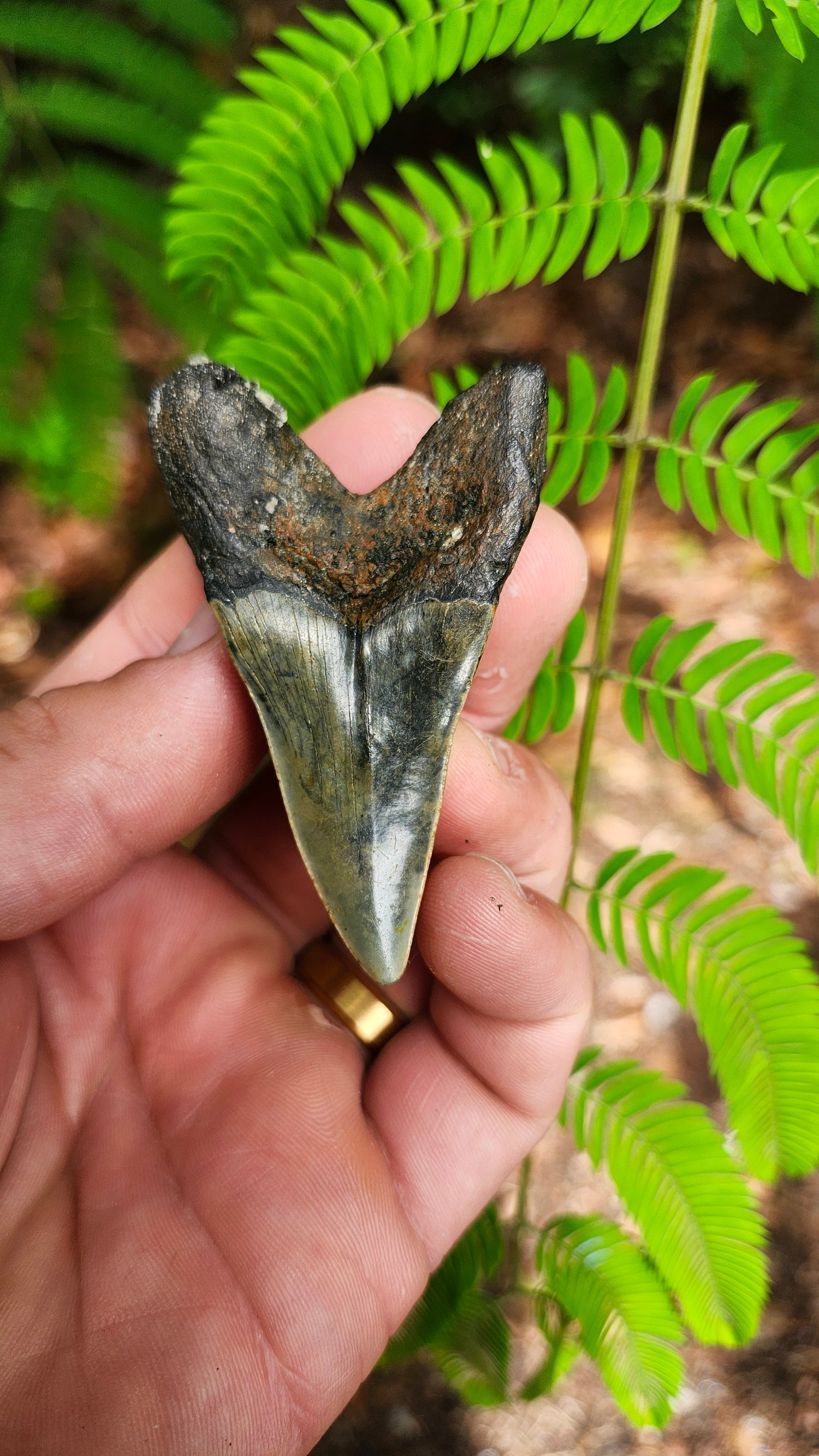 Other Species