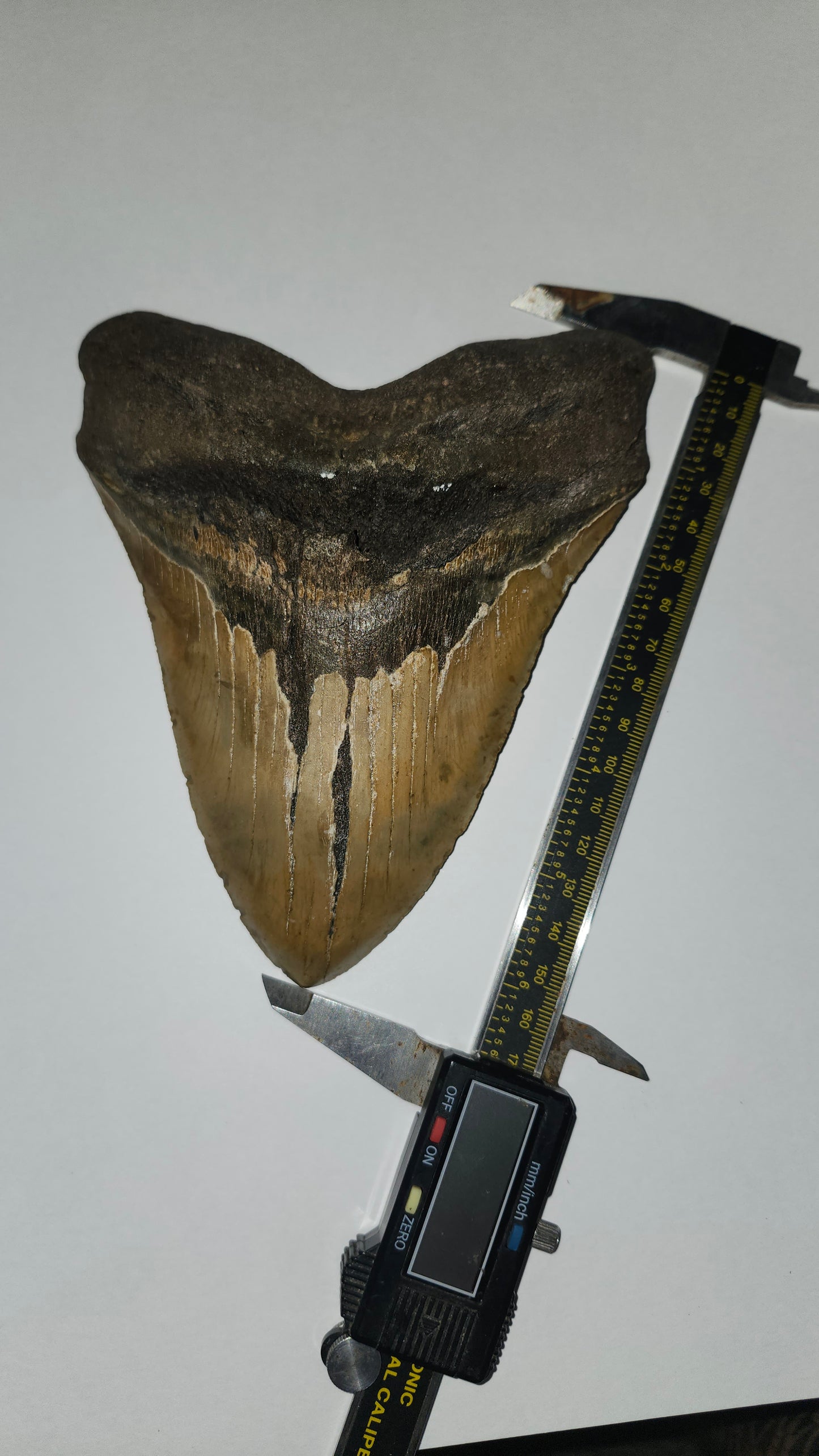 6.6" megaladon tooth