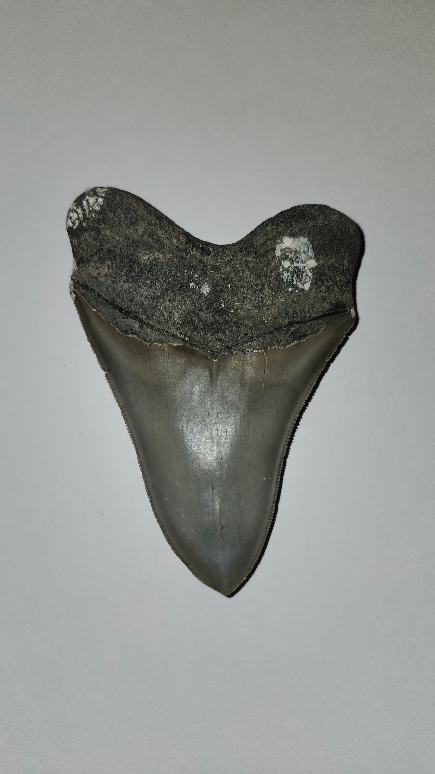 5.04" Megaladon Tooth