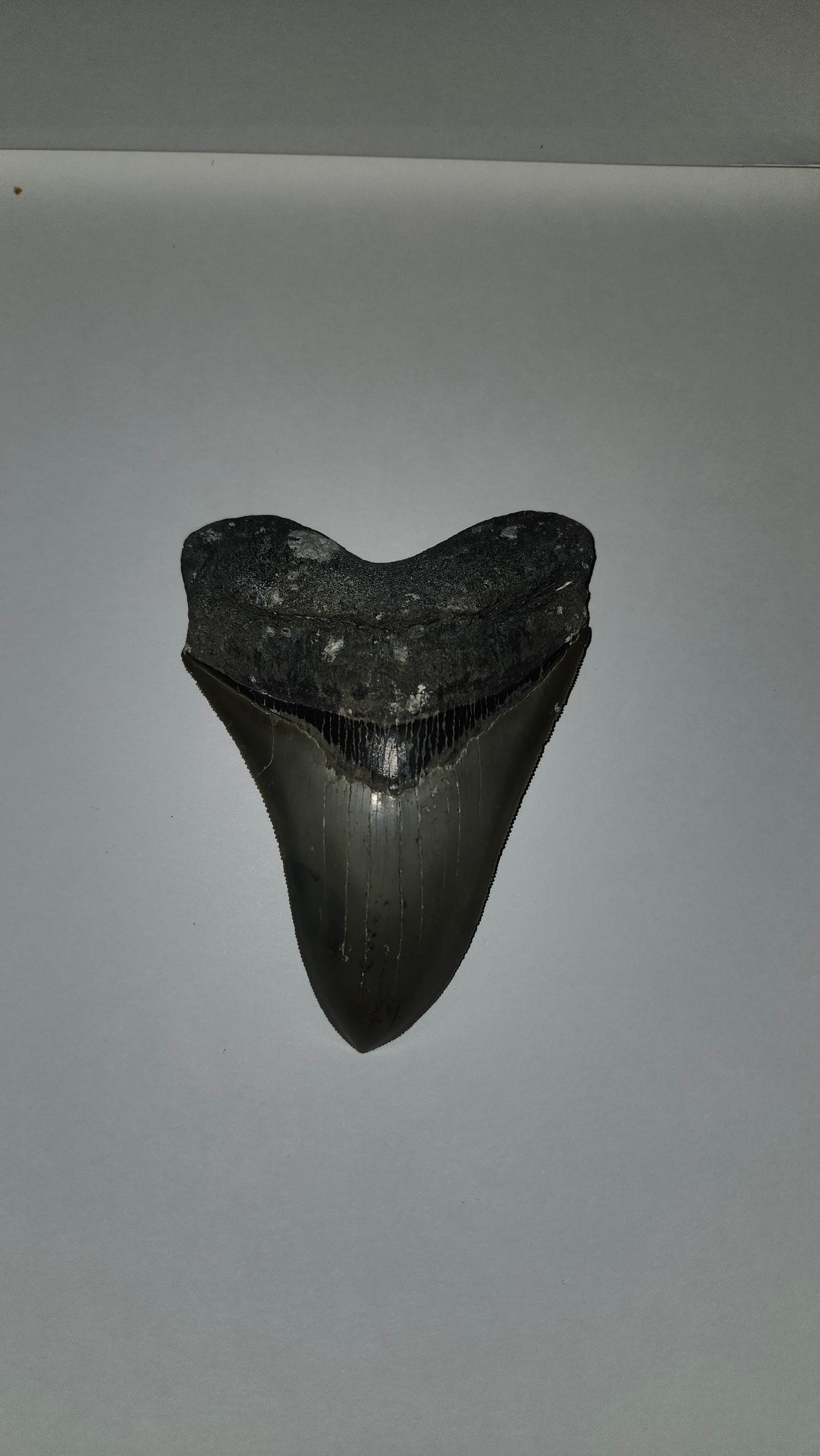 5.04" Megaladon Tooth