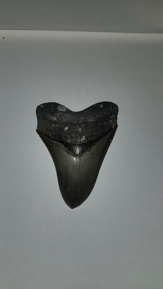 5.04" Megaladon Tooth