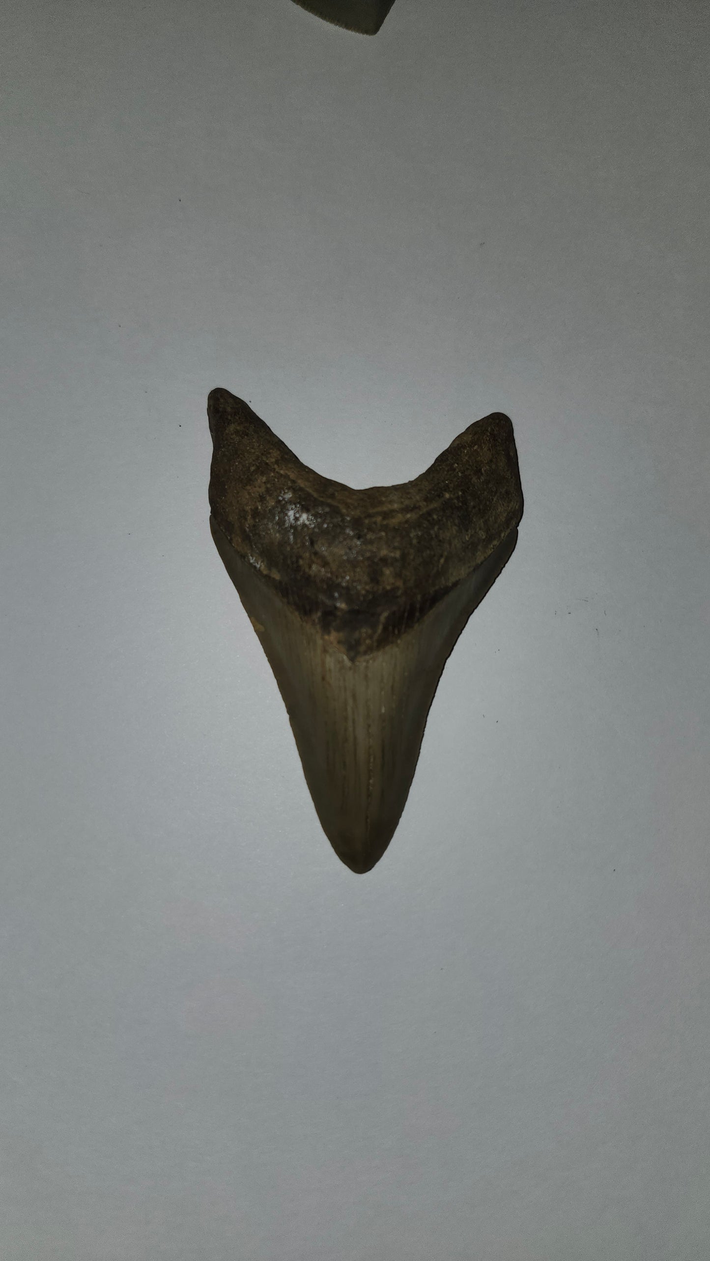 3.4" Megaladon Tooth