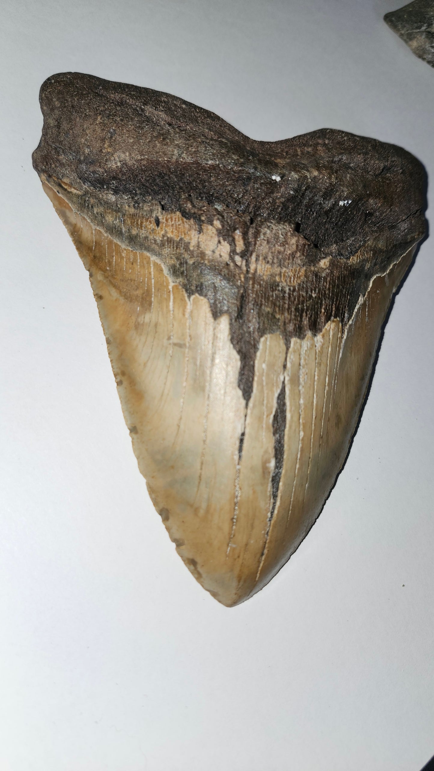 6.6" megaladon tooth