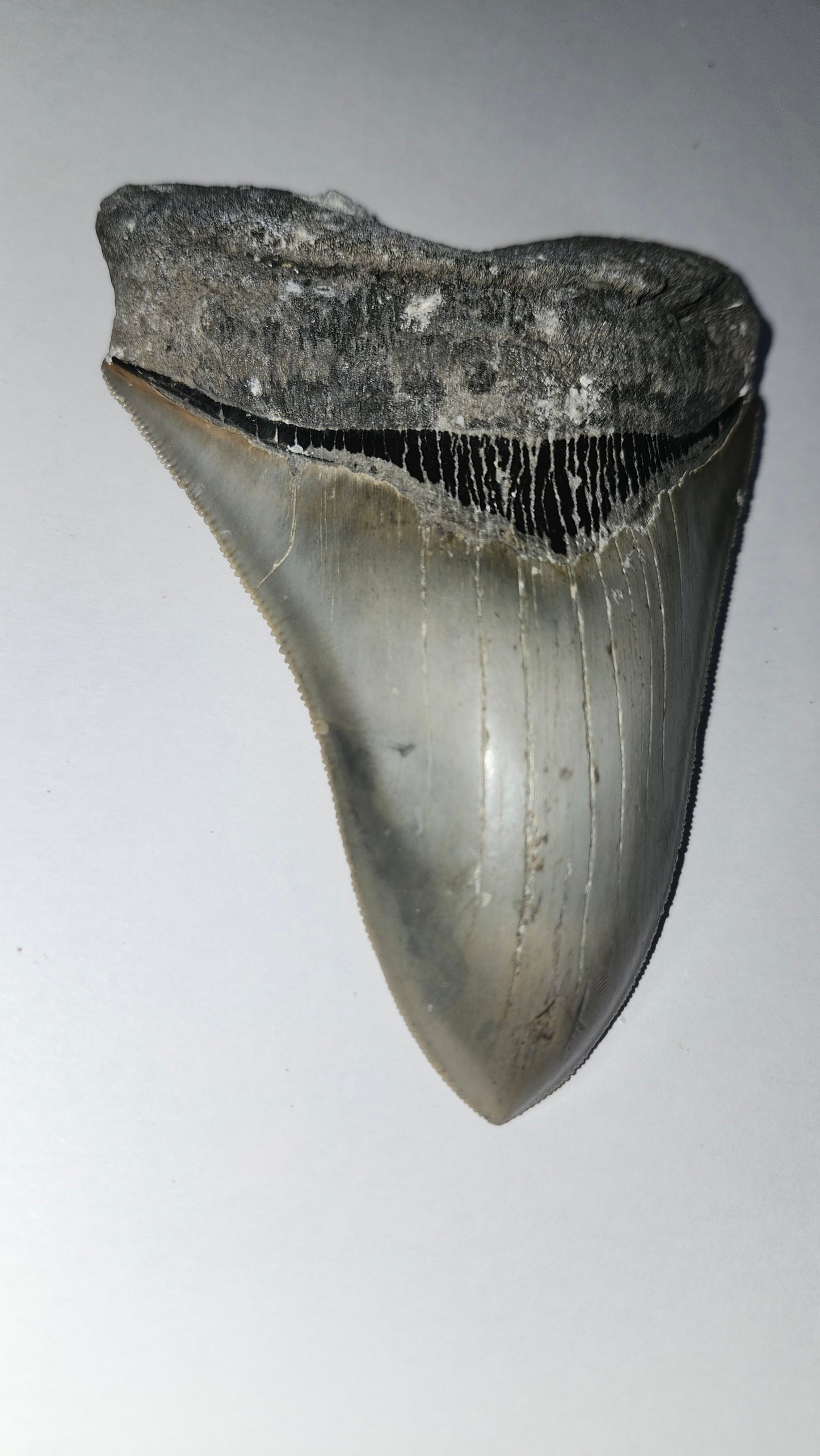 5.04" Megaladon Tooth