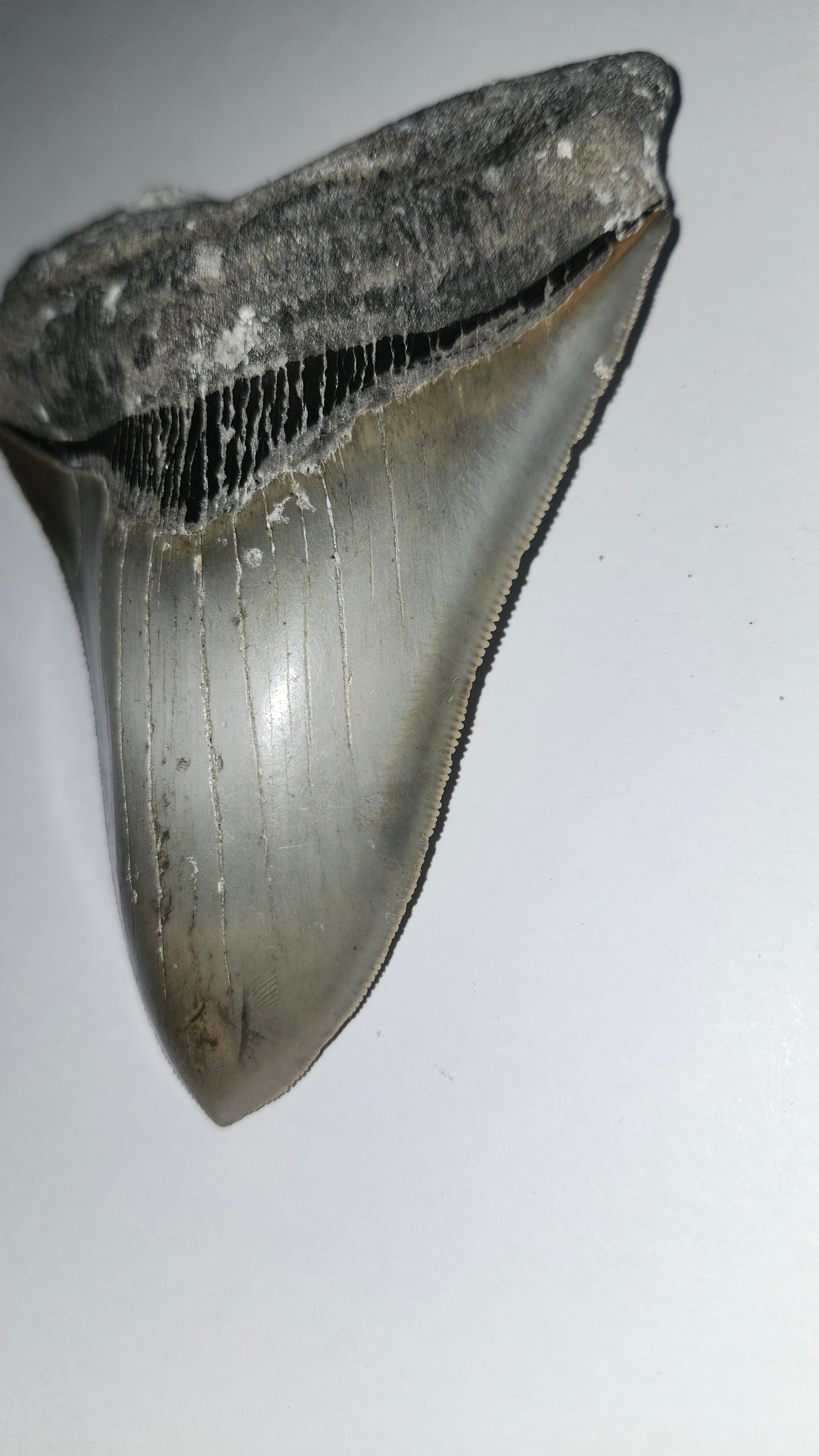 5.04" Megaladon Tooth