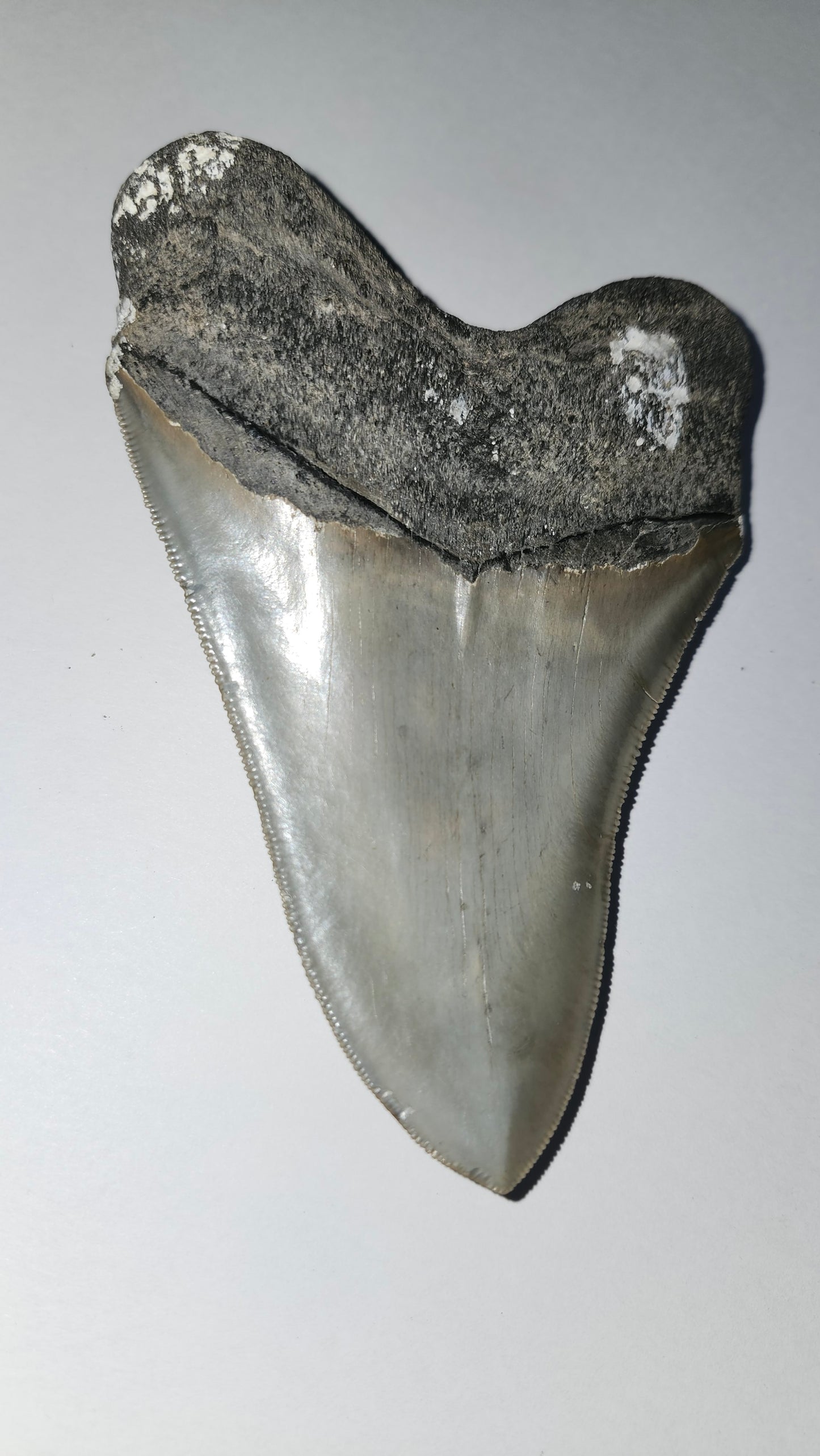 5.04" Megaladon Tooth