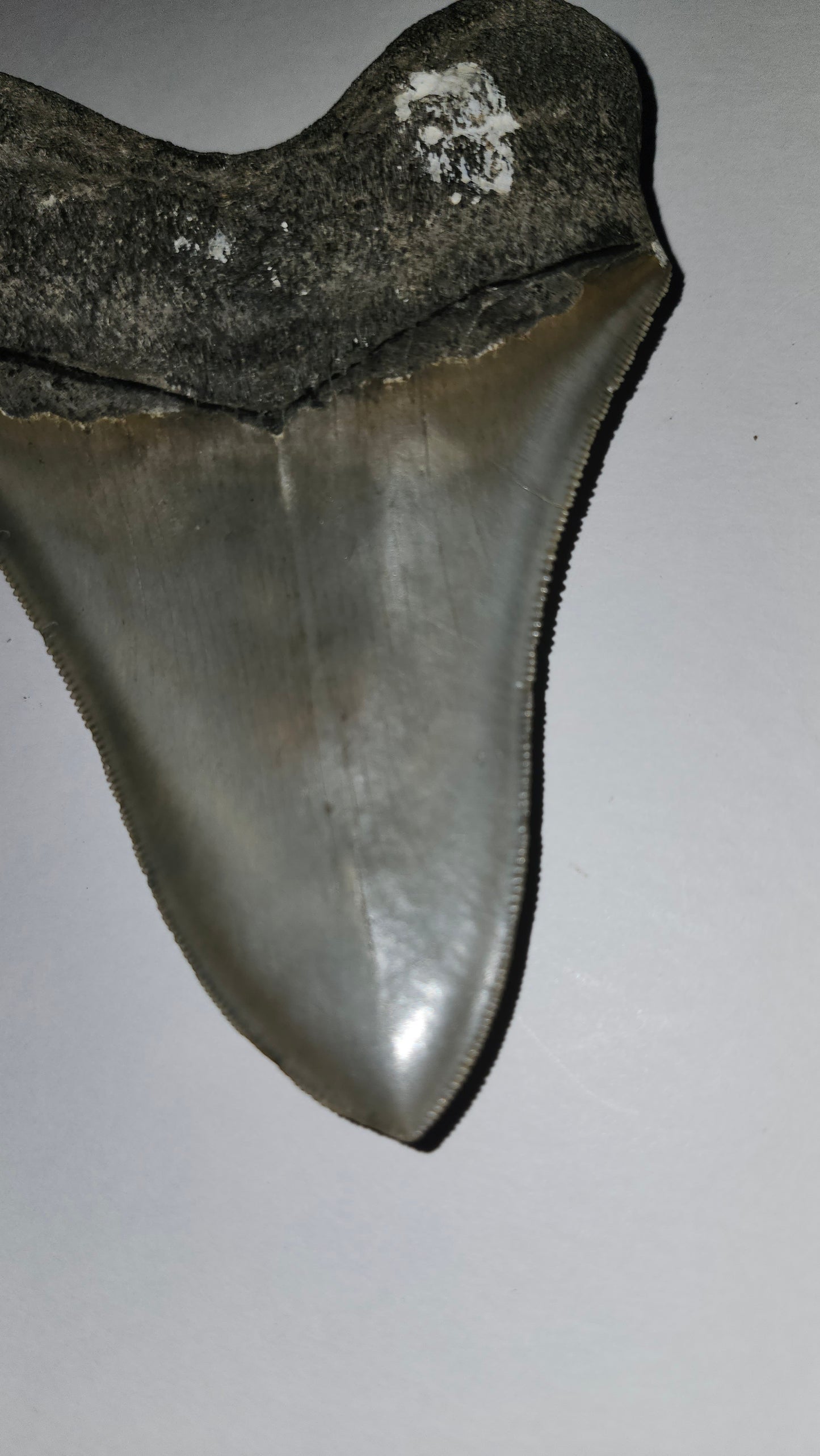 5.04" Megaladon Tooth