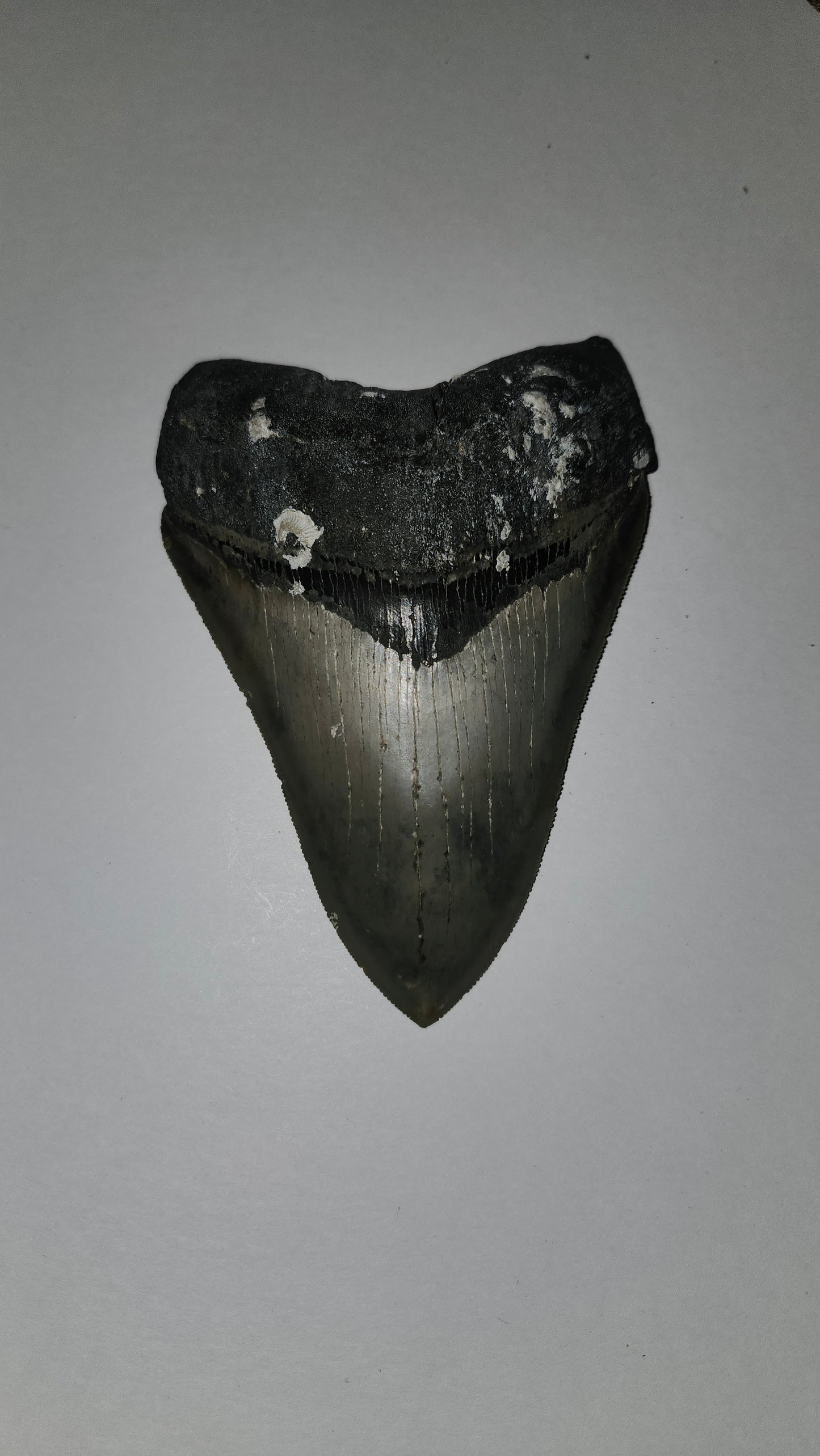 5.3" Megalodon Tooth