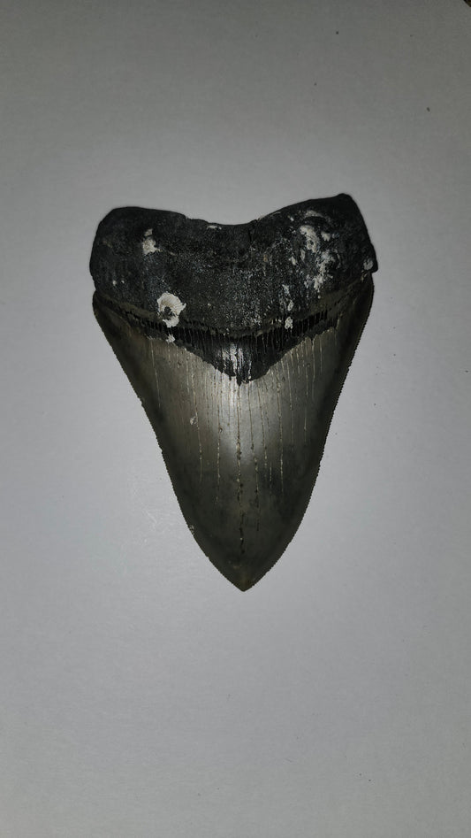 5.3" Megalodon Tooth
