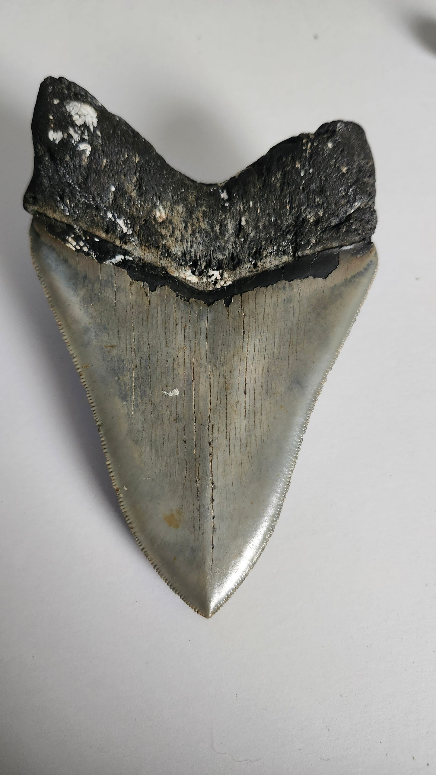 5.3" Megalodon Tooth