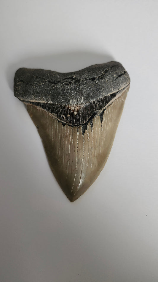5.0" Megalodon Tooth