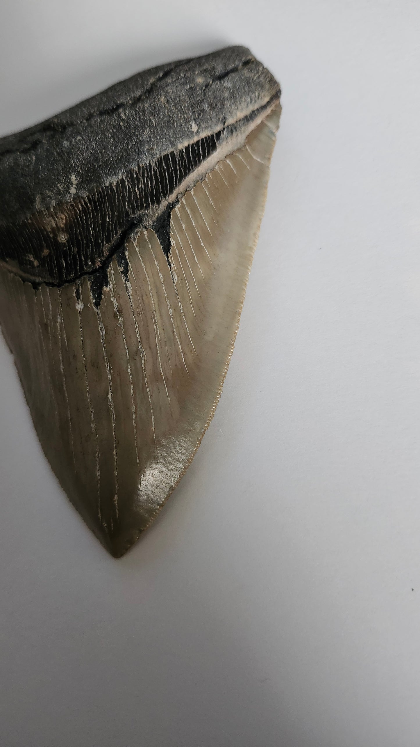 5.0" Megalodon Tooth
