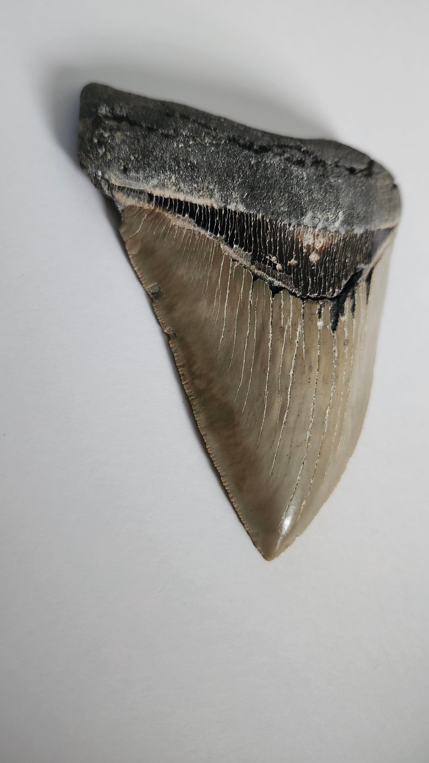 5.0" Megalodon Tooth