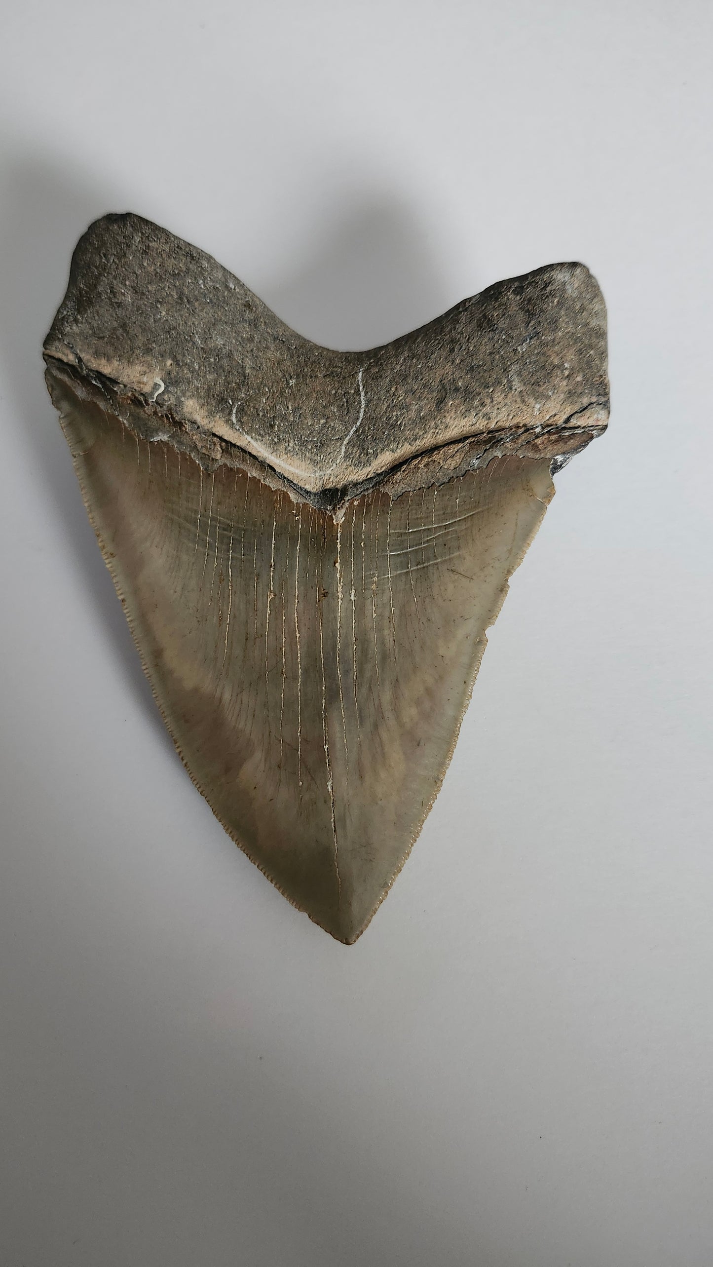 5.0" Megalodon Tooth