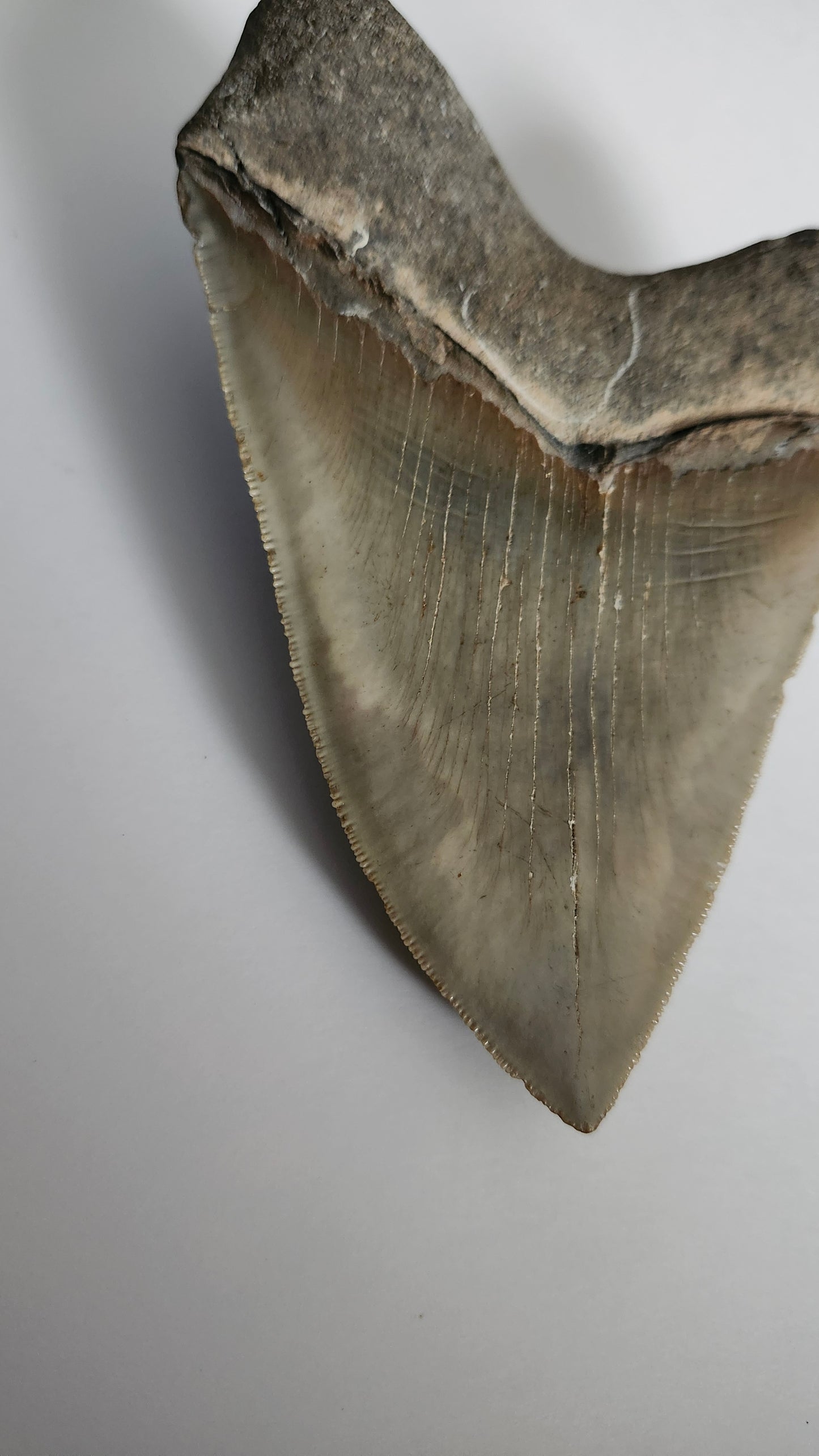 5.0" Megalodon Tooth