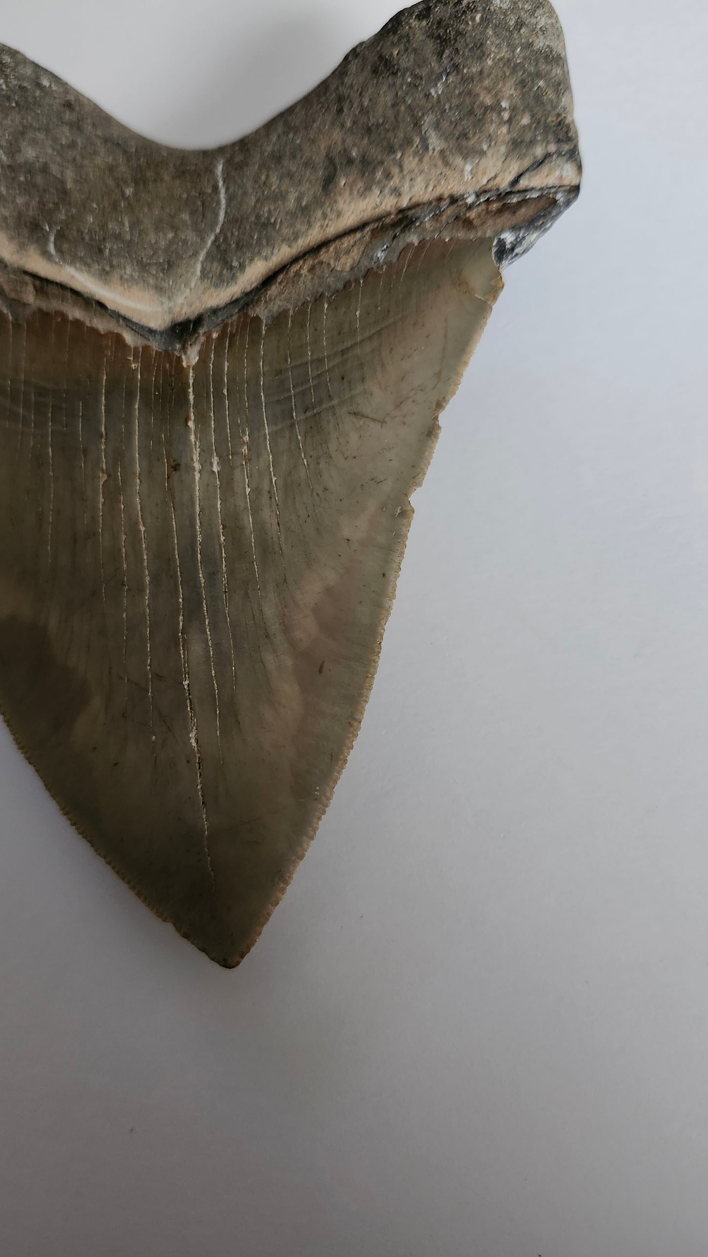5.0" Megalodon Tooth