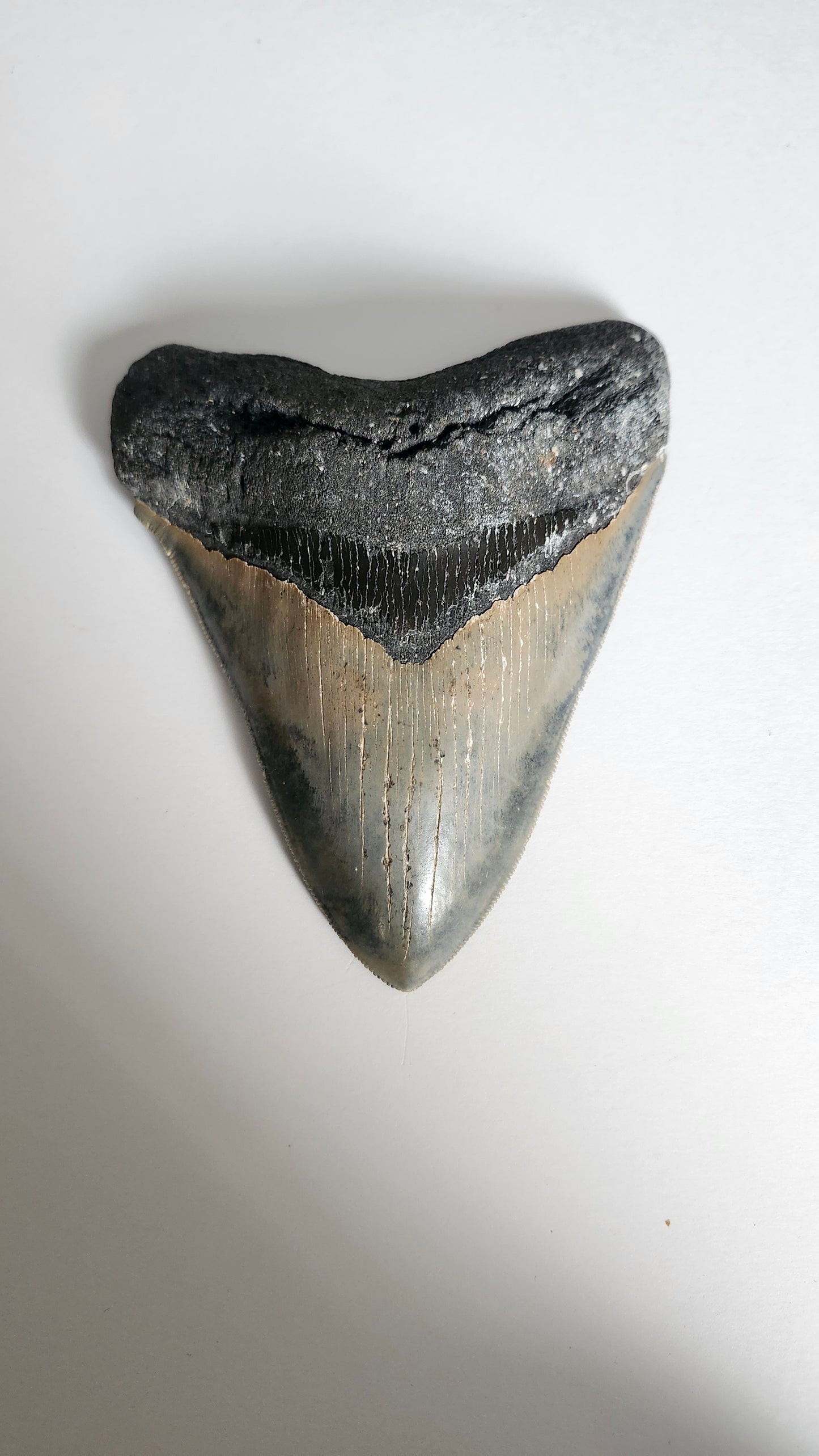 5.4" Megalodon Tooth