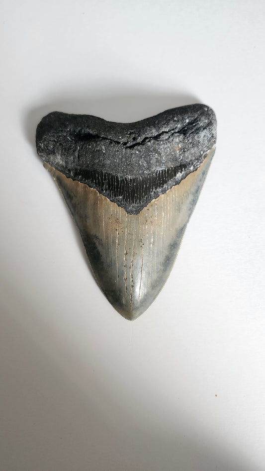 5.4" Megalodon Tooth