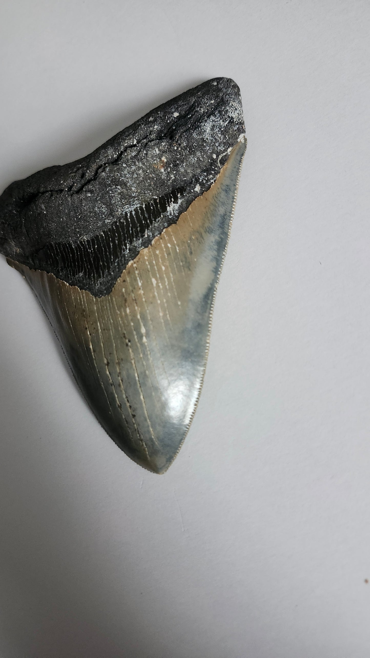 5.4" Megalodon Tooth